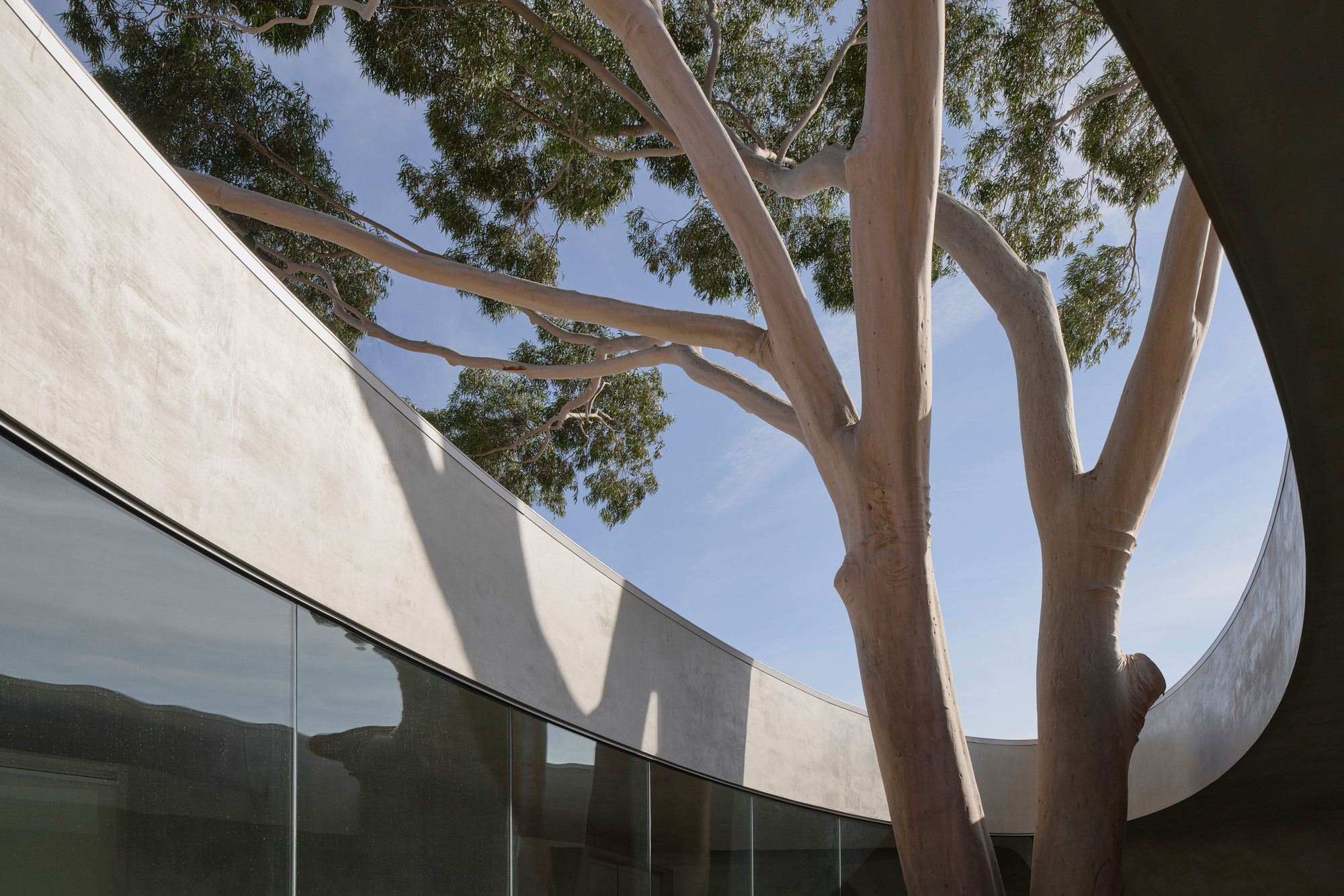 Courtyard view of concrete walls and glazing framing a mature eucalyptus tree under blue sky