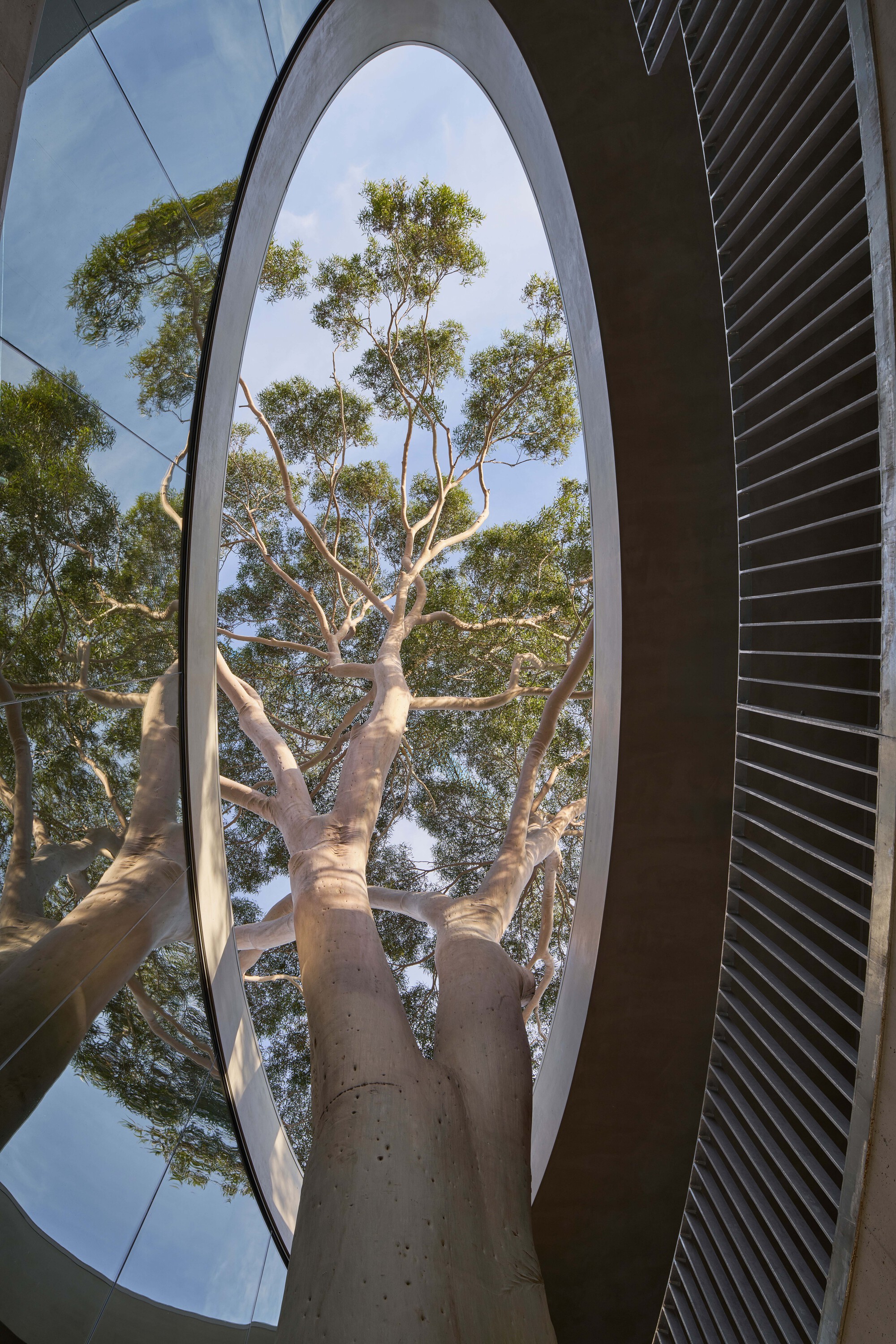 Upward view through an oval rooflight framing a eucalyptus tree trunk against blue sky