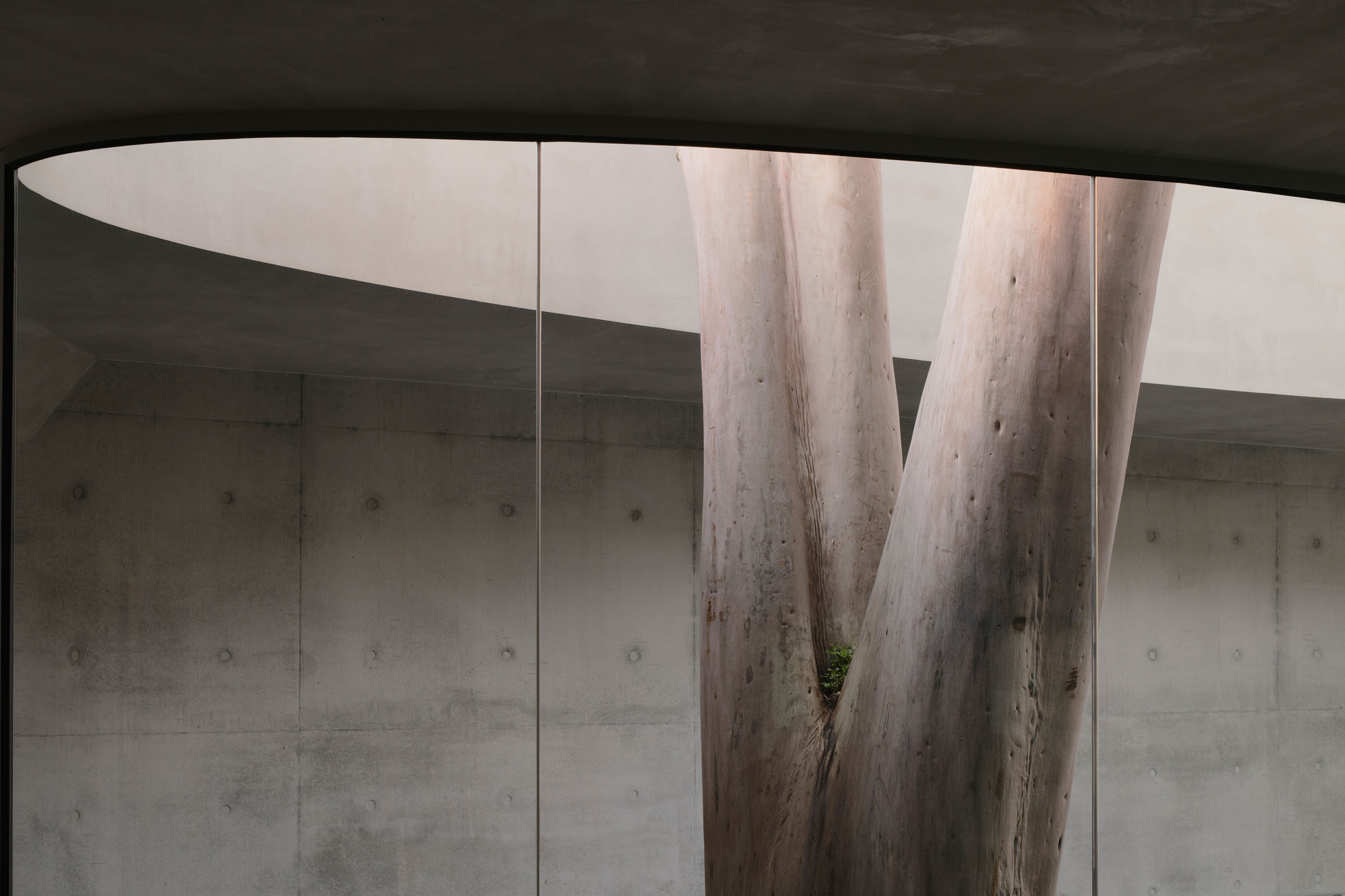 Angled timber columns beside a concrete wall under an elliptical ceiling opening at dusk