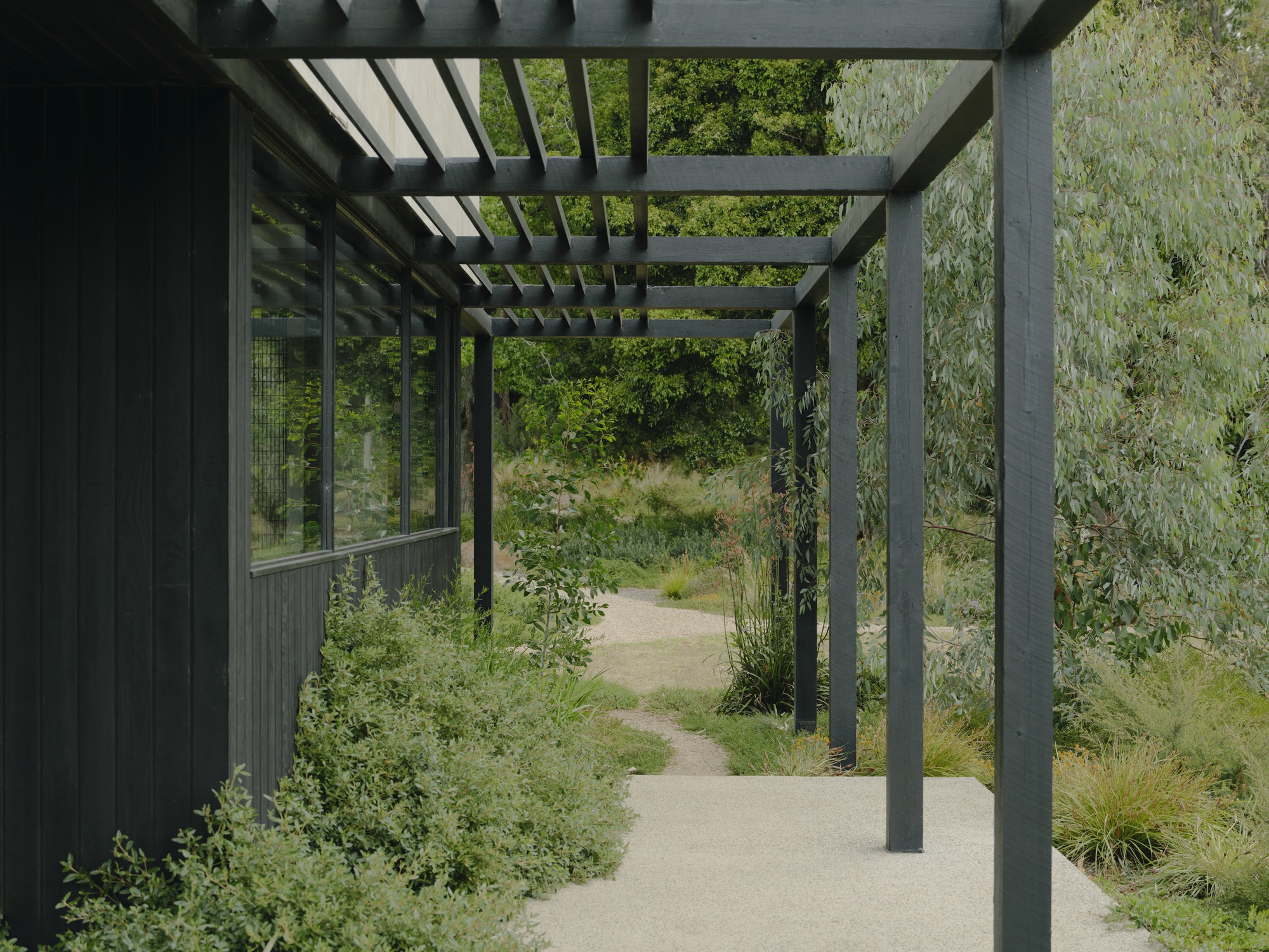 Steel pergola with slatted roof shading concrete path flanked by planted beds with wildflowers