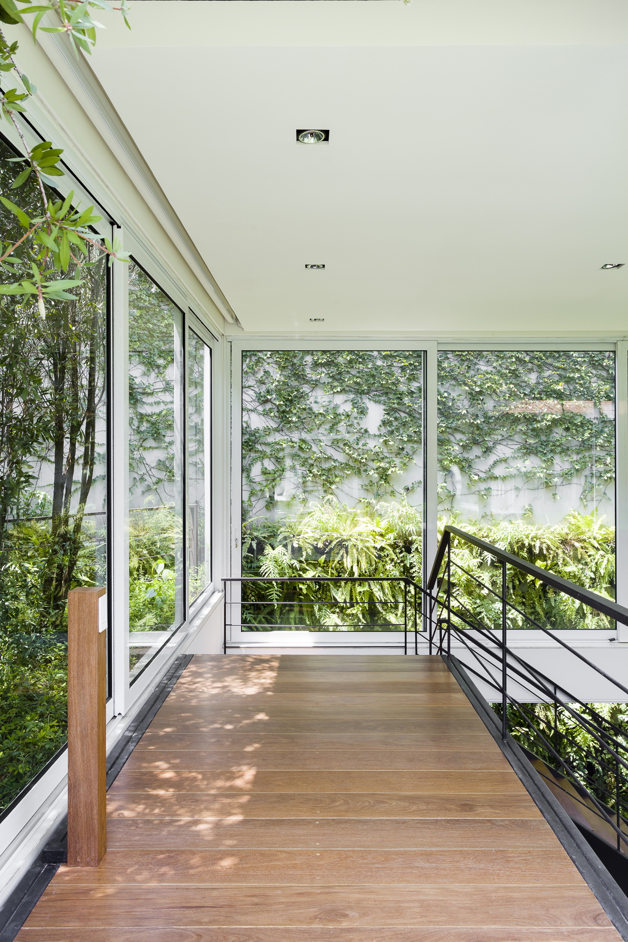 Timber-floored walkway with black railing between glass walls, looking out to ivy-covered walls and ferns in dappled light