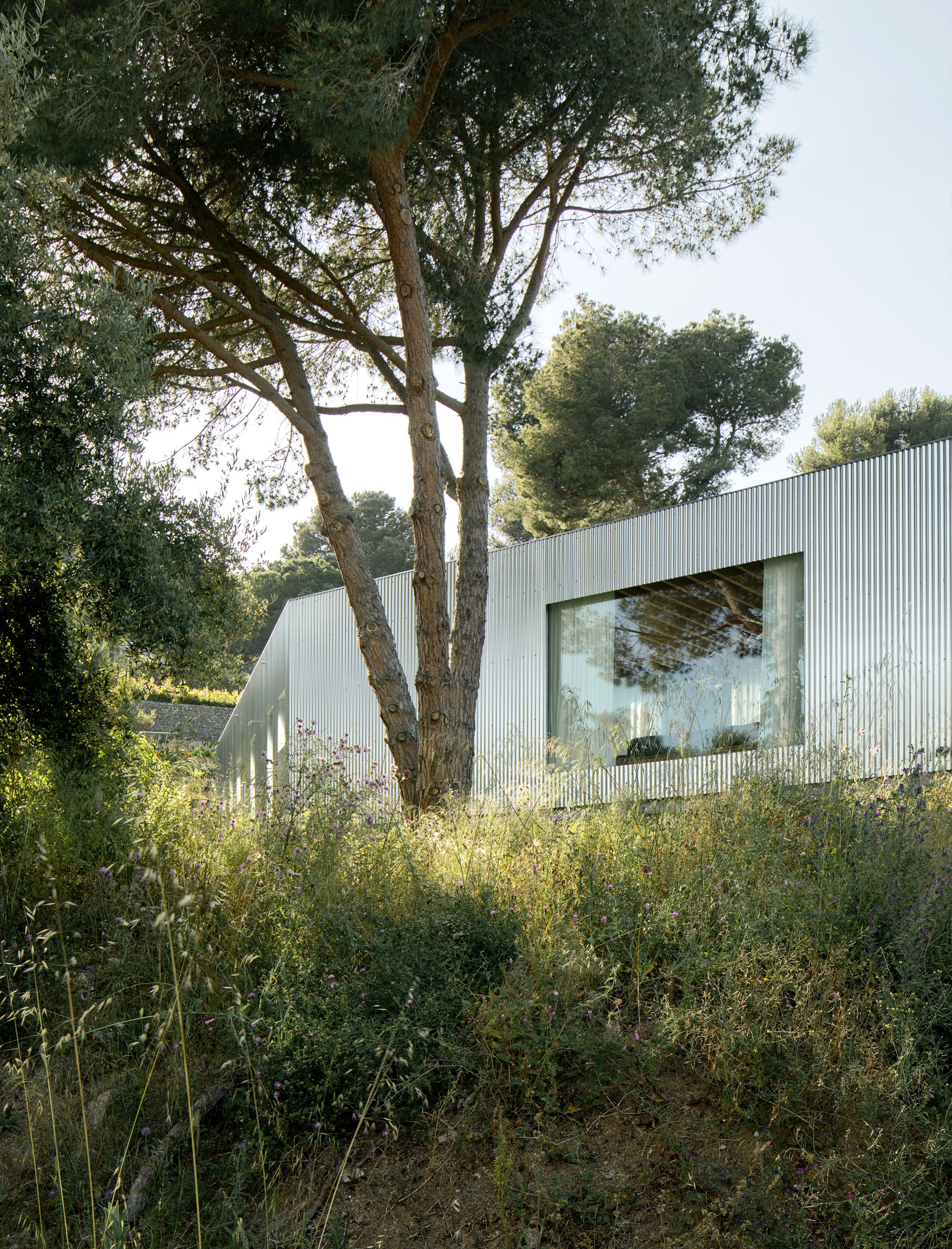 Vertically ribbed metal facade with large window framed by pine trees and wild grasses