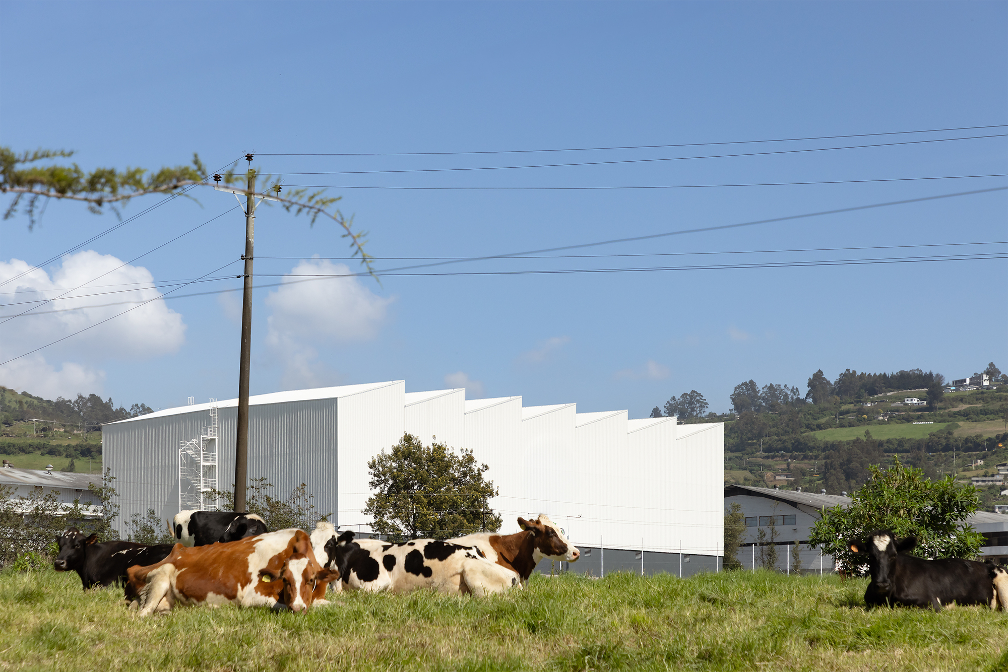 White stepped facade rising behind a green pasture where cows graze beneath power lines and trees