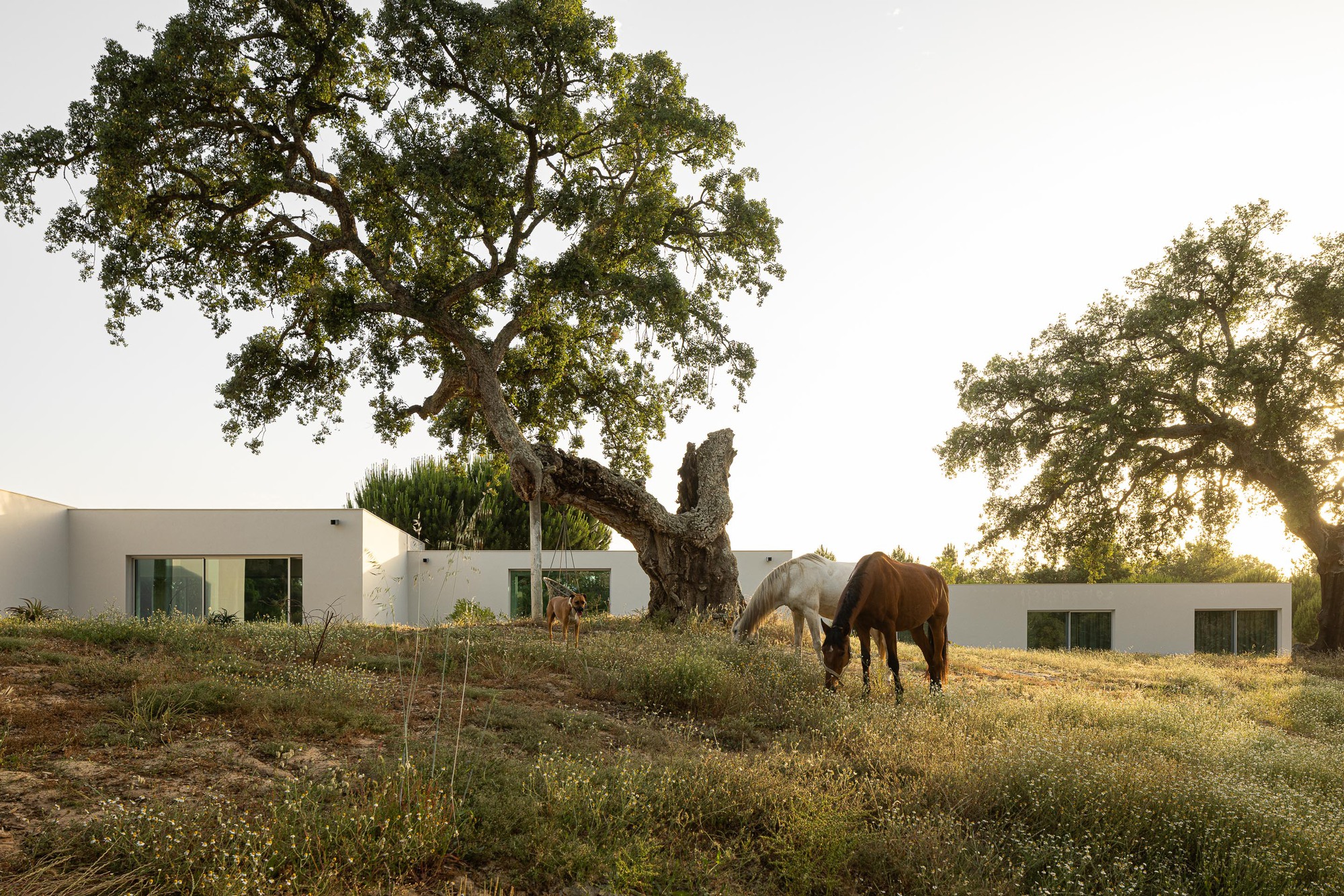 White volumes beneath cork oak trees with a horse grazing on the slope at dusk