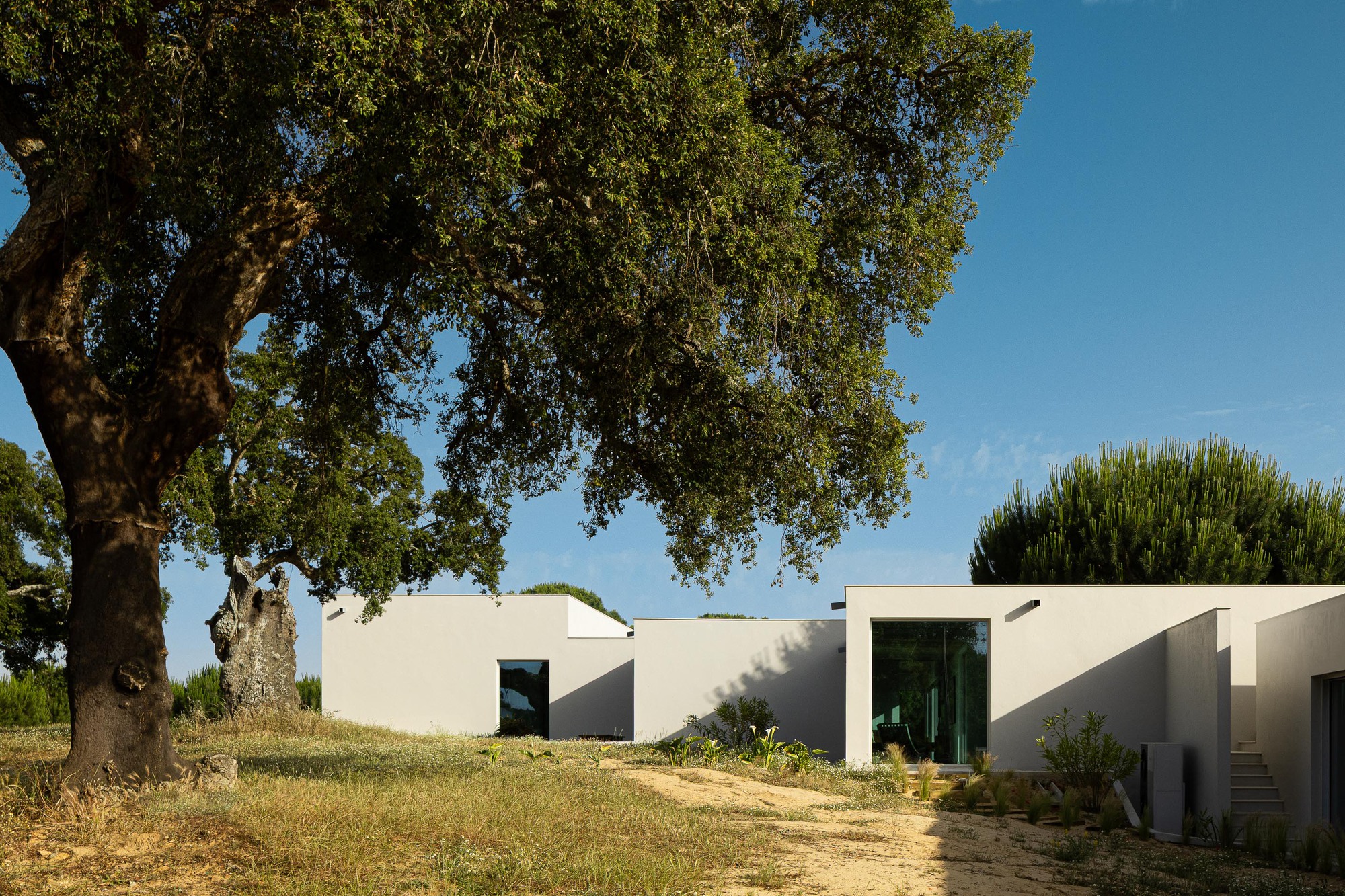 White volumes with flat roofs and planted terraces beneath mature oak trees on dry hillside