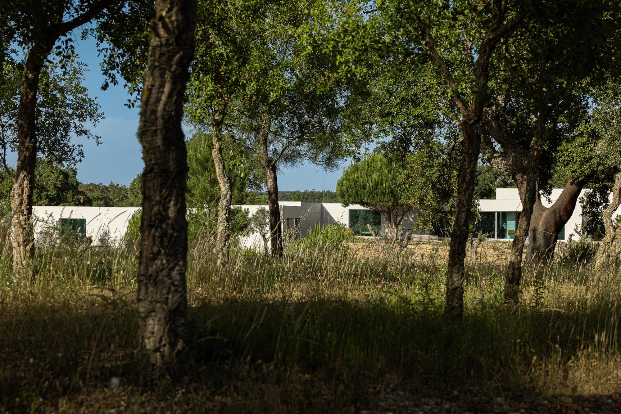 White residence glimpsed through cork oak trunks and tall meadow grasses in dappled shade
