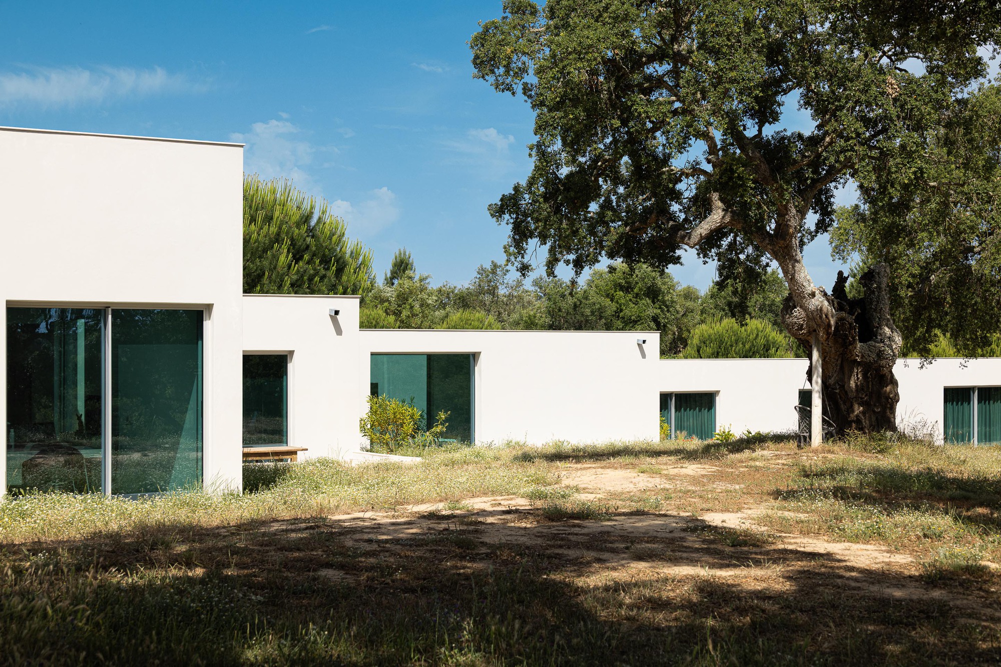 White rectilinear volumes with deep-set windows scattered across dry grassland beneath a mature oak