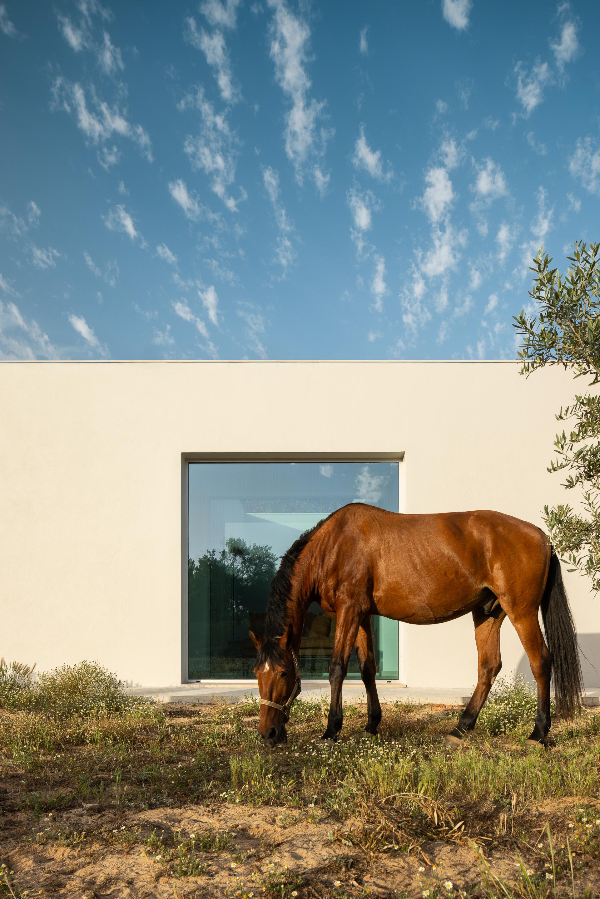 White stucco facade with recessed glass door and a horse grazing on sparse vegetation under a blue sky
