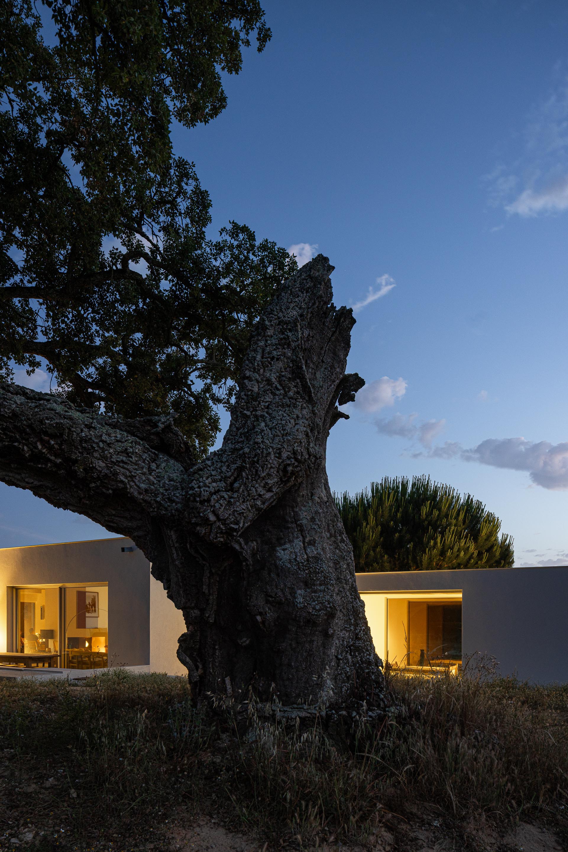 Ancient gnarled tree trunk rising between illuminated white pavilions at twilight