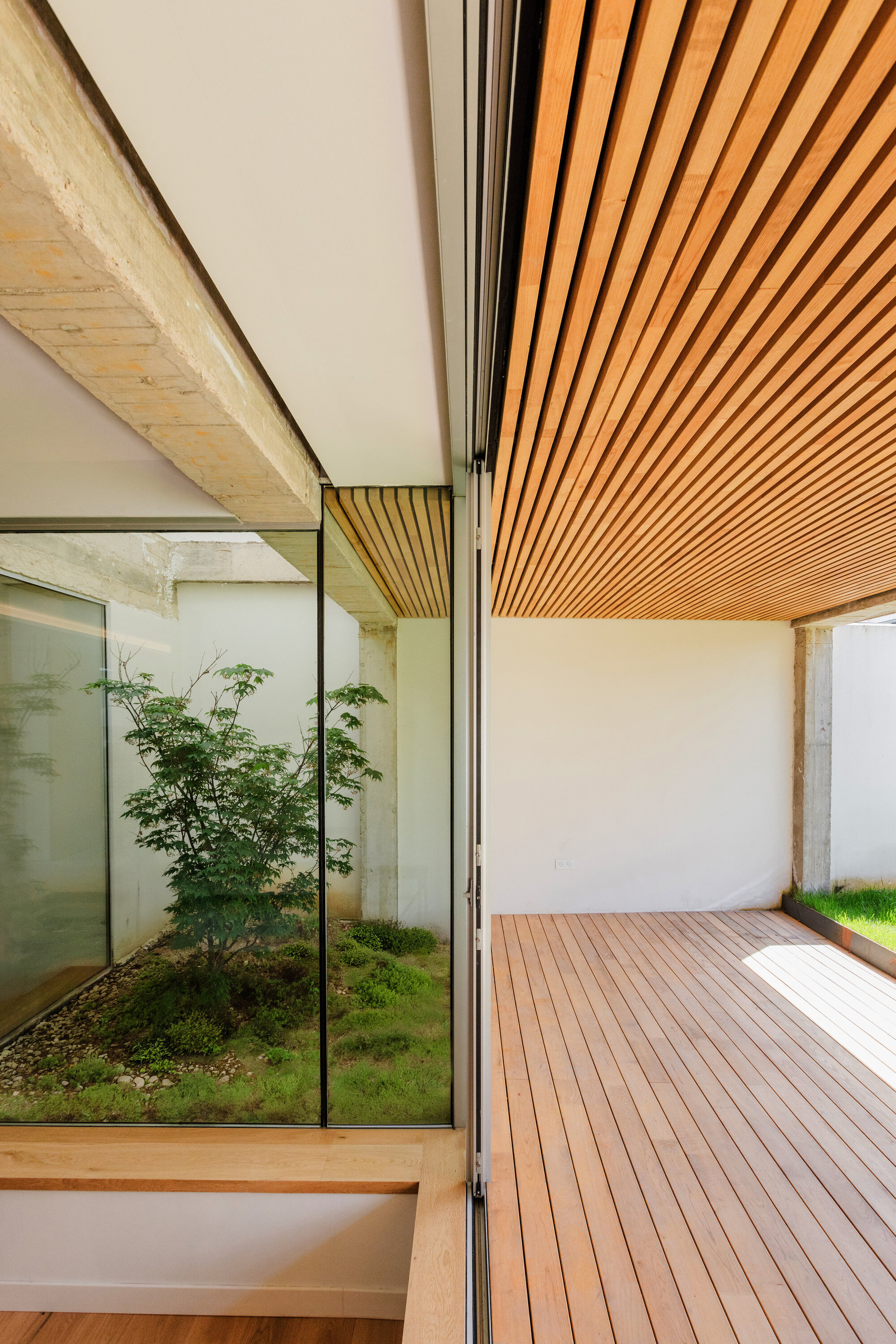 Corner view of slatted timber ceiling meeting glass wall beside planted courtyard with gravel