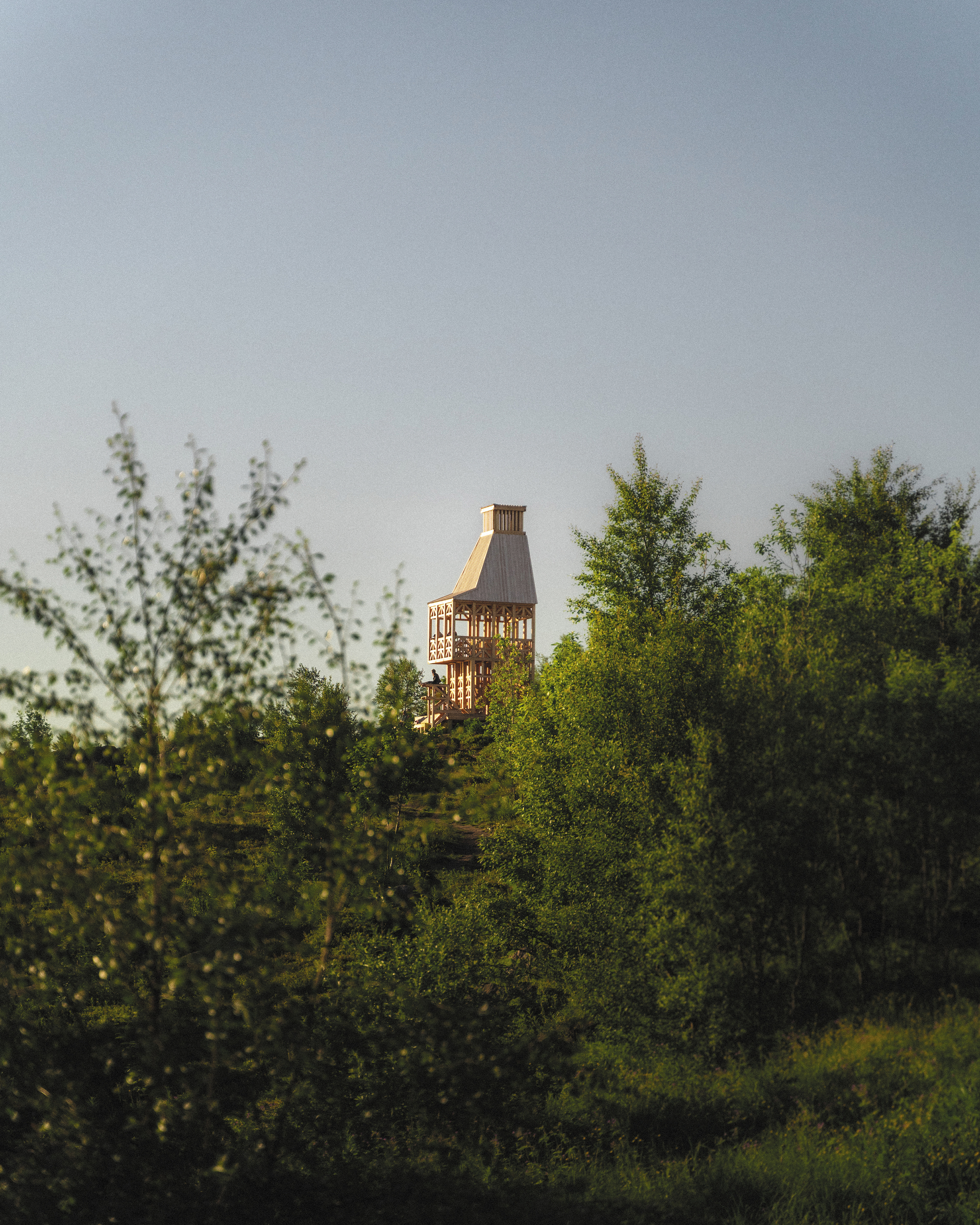 The timber tower rising above birch trees in evening light