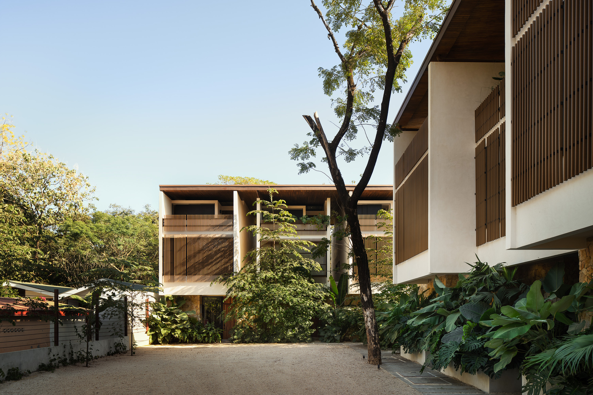 Courtyard view showing two white volumes with timber screens and deep overhangs framing a mature tree