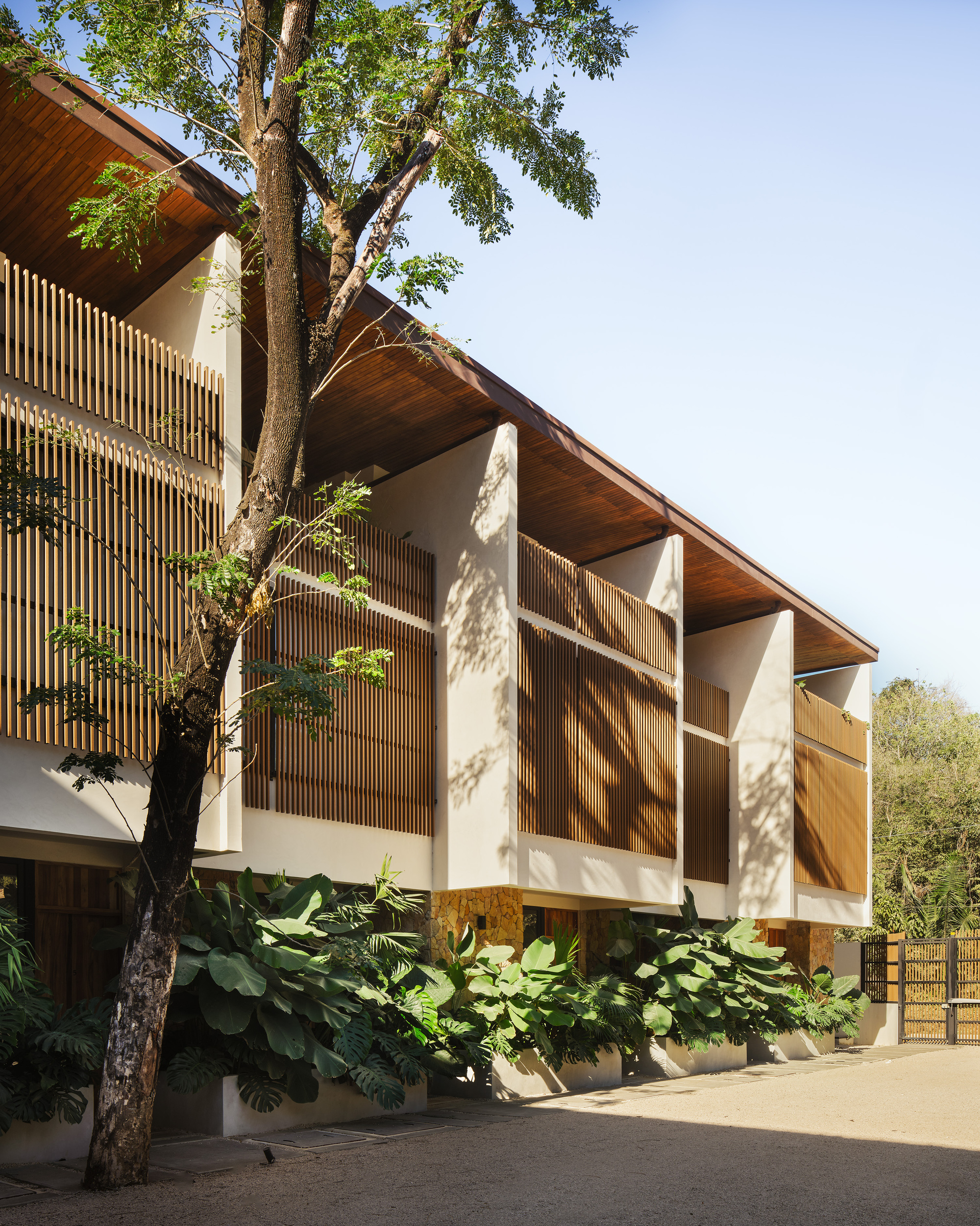 Facade detail showing timber slatted screens beneath folded roof planes with a preserved existing tree