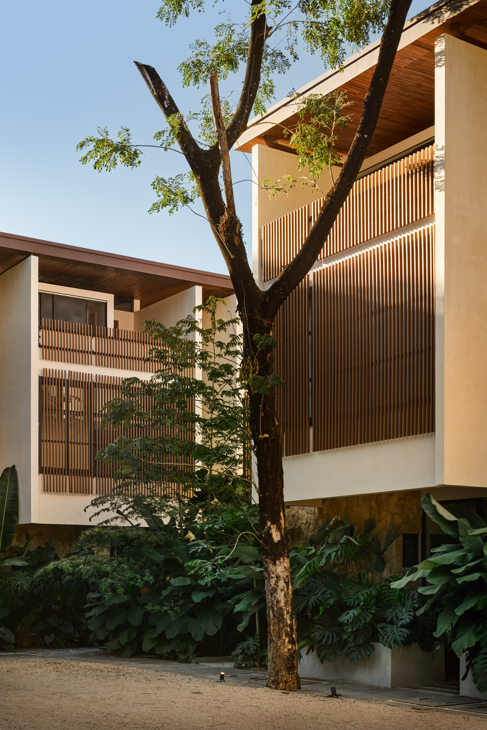 Courtyard view showing stacked volumes with timber louvers framing a mature tree among planted beds