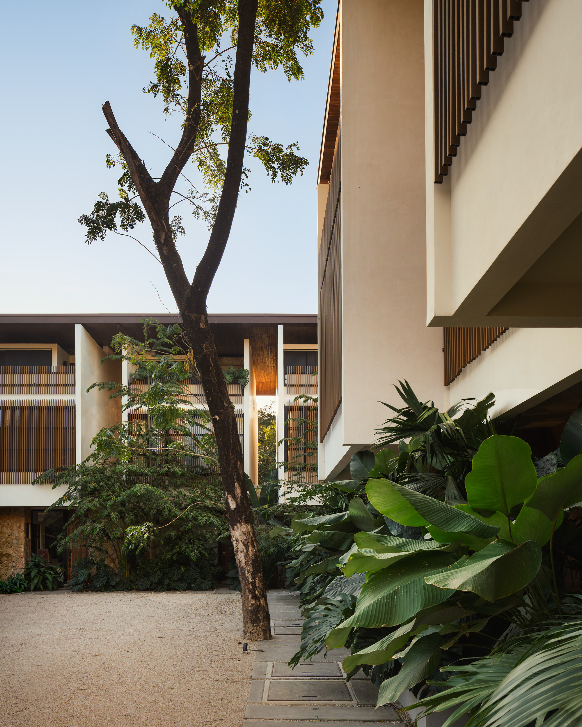 Concrete pathway between white facade volumes with timber screens and a tree rising through tropical plantings