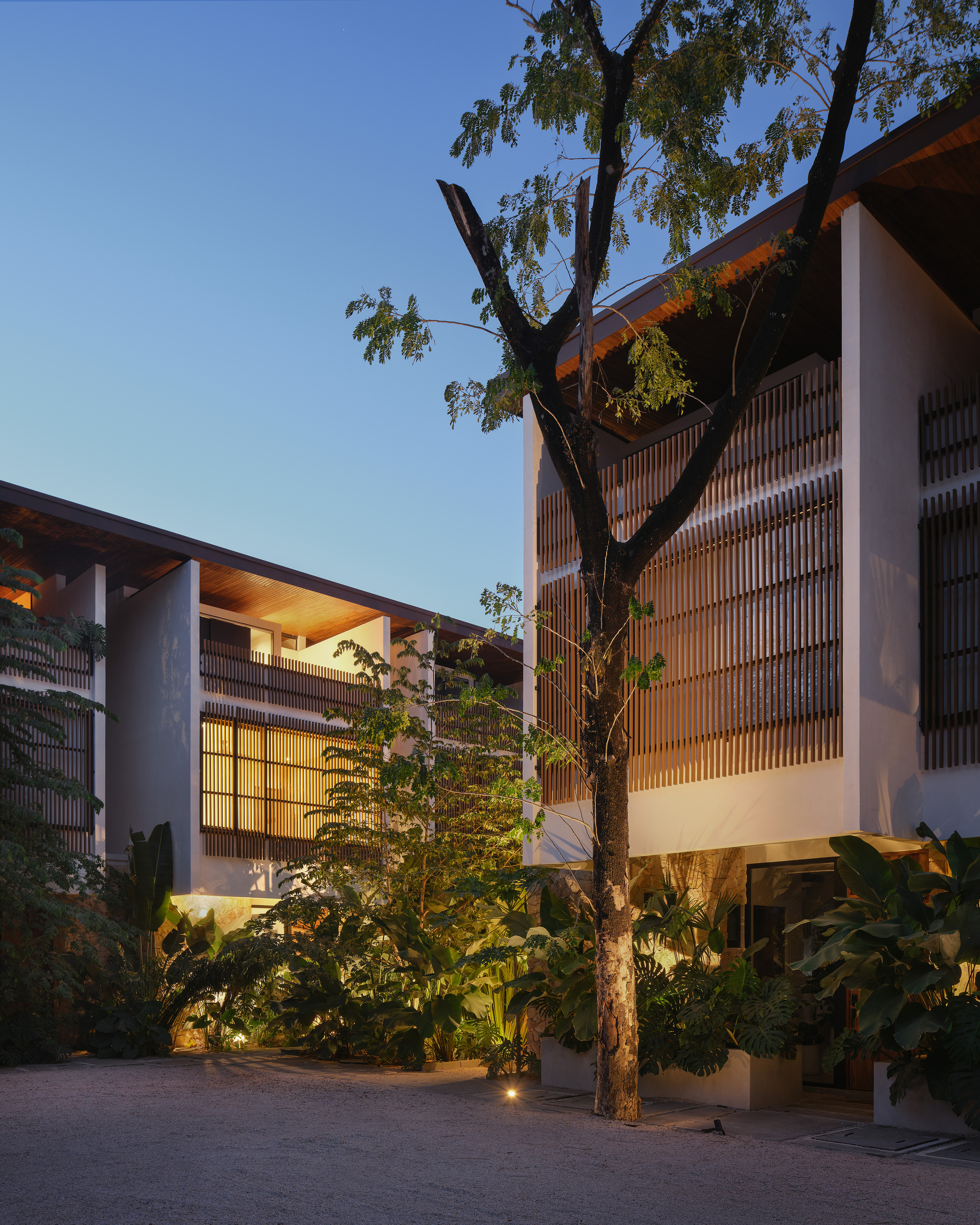 Courtyard with mature tree framed by timber-screened facades and tropical planting at dusk