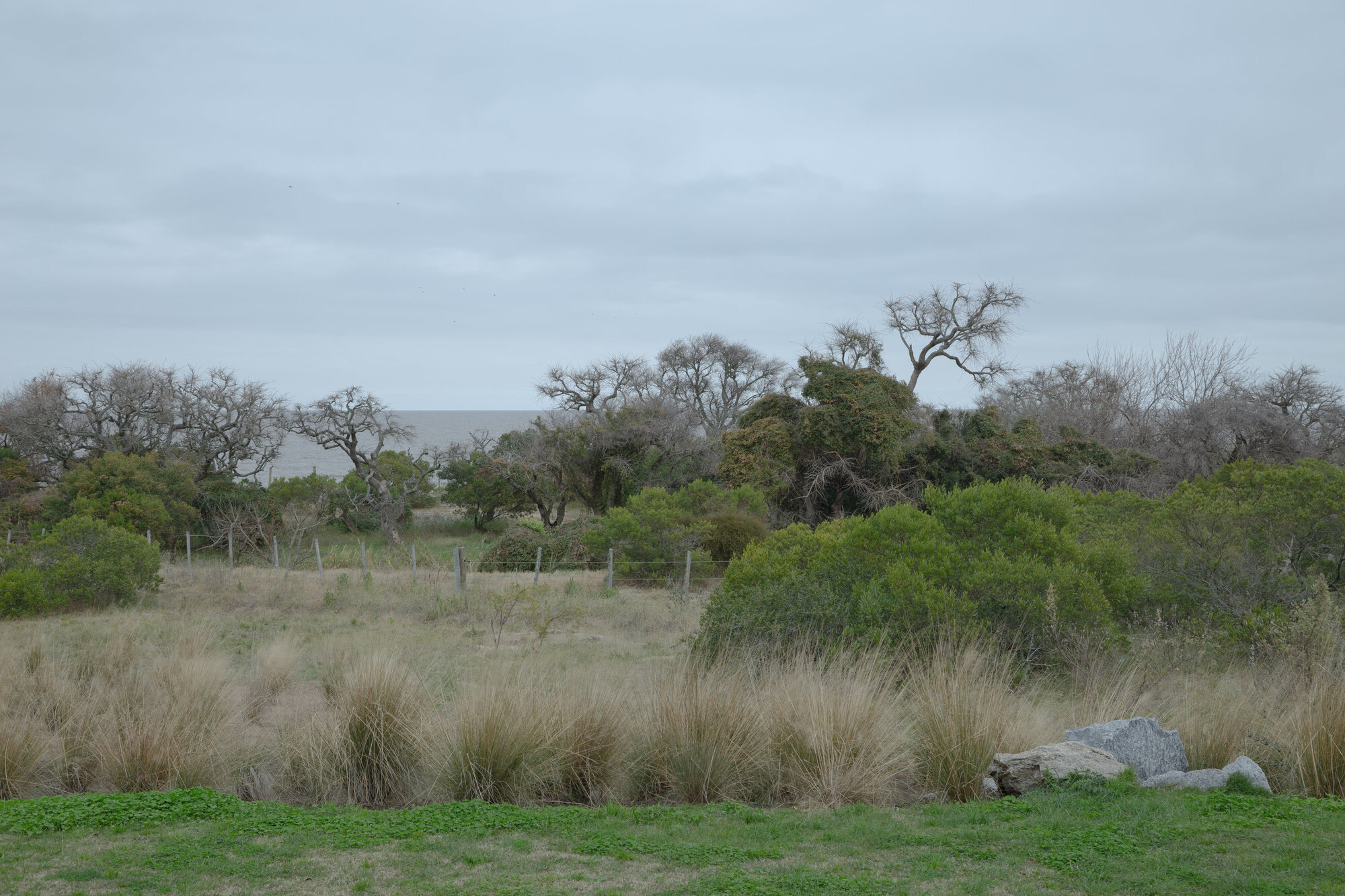 Coastal landscape with grasses, native trees and distant structure under overcast sky