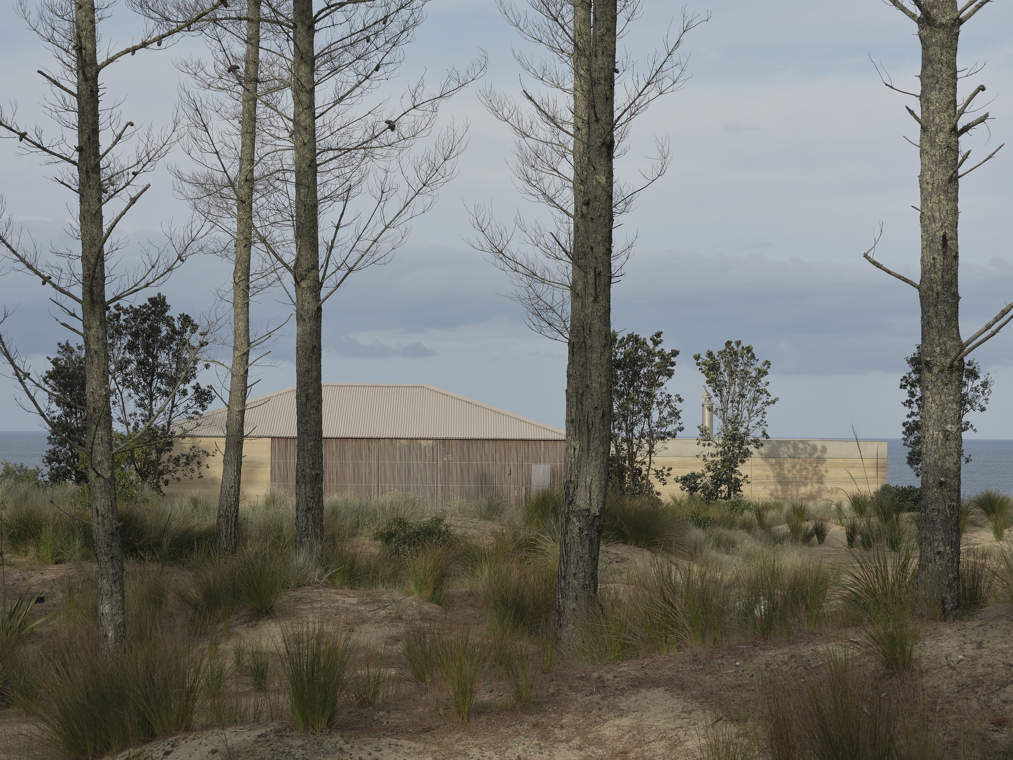 Curved corrugated metal roof volume seen through bare tree trunks and native grasses under overcast sky