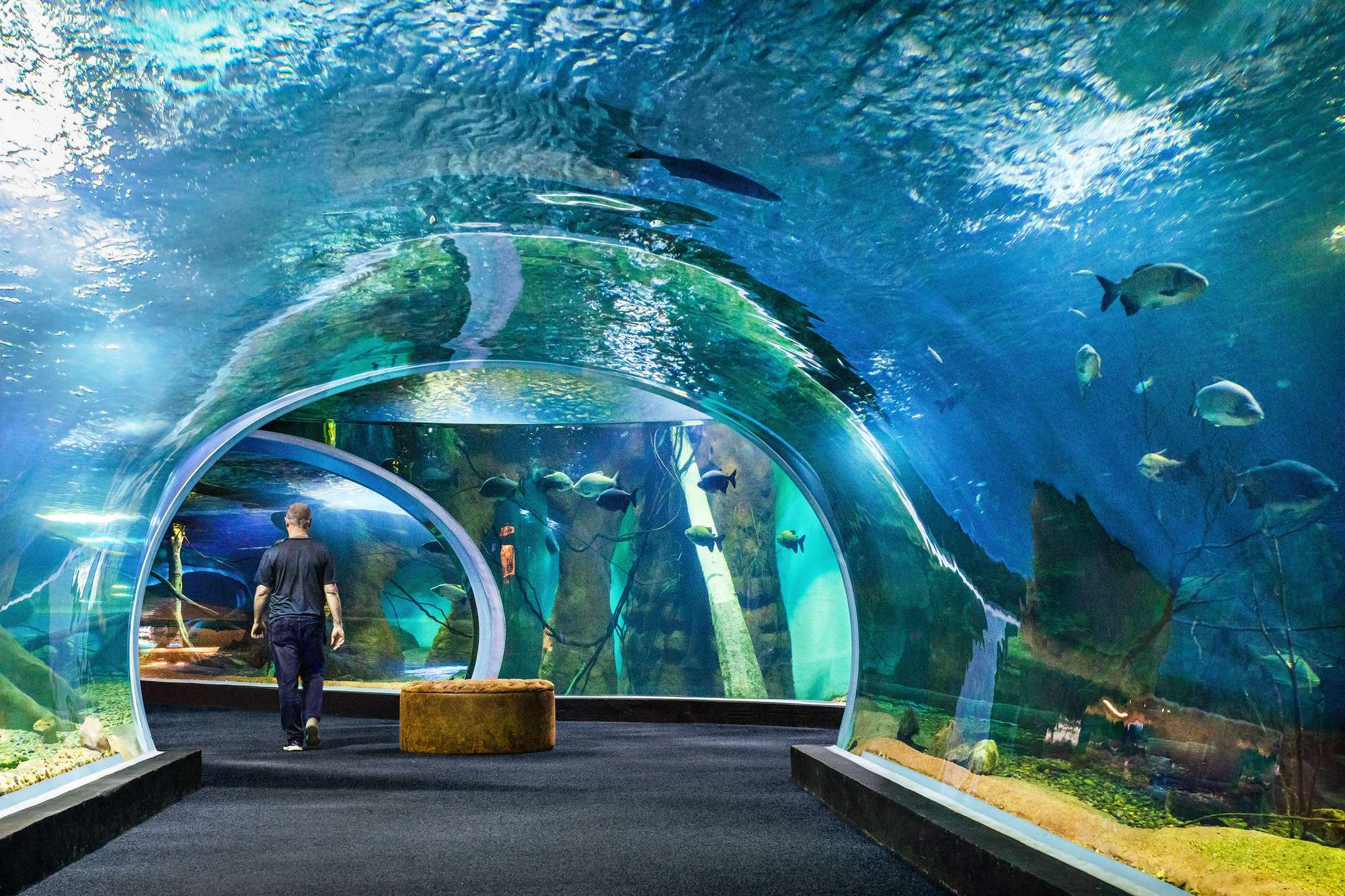 Arched acrylic tunnel walkway beneath turquoise water with visitors observing stingrays and fish swimming overhead