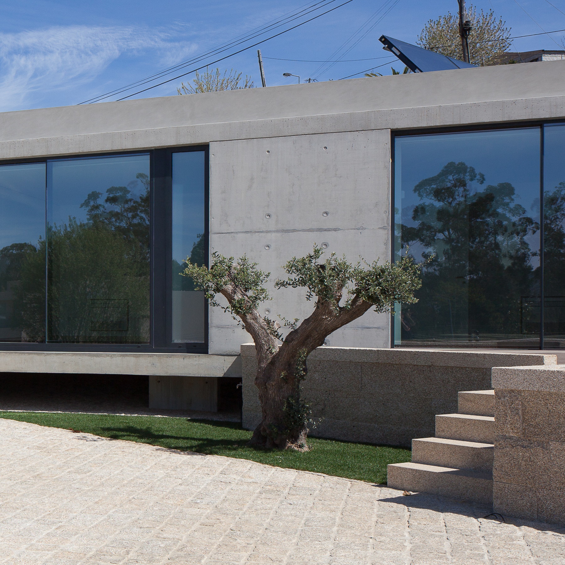 Board-formed concrete wall between glazed panels, with a gnarled olive tree and granite steps under a clear blue sky