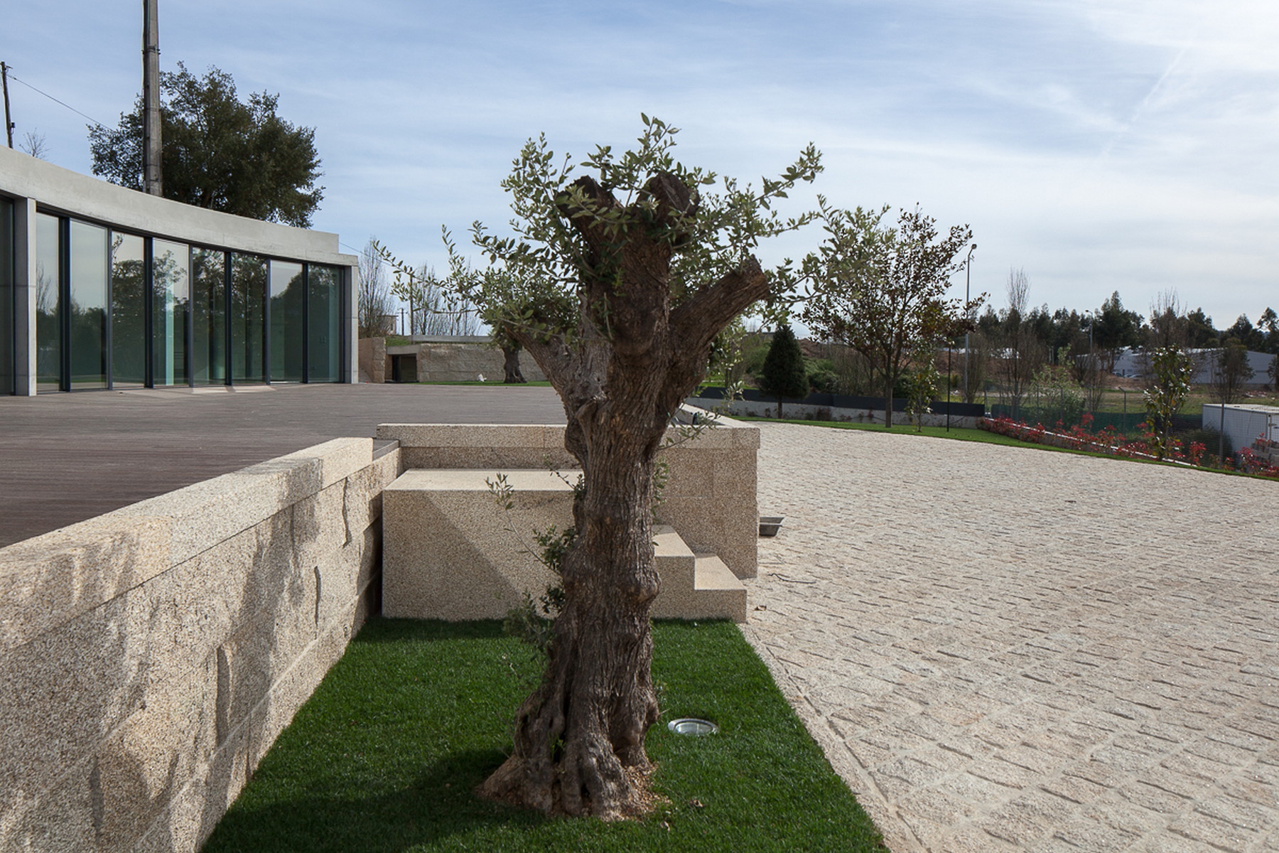 Old olive tree in a grass strip between granite walls, steps and cobbled paving, with the glazed house behind