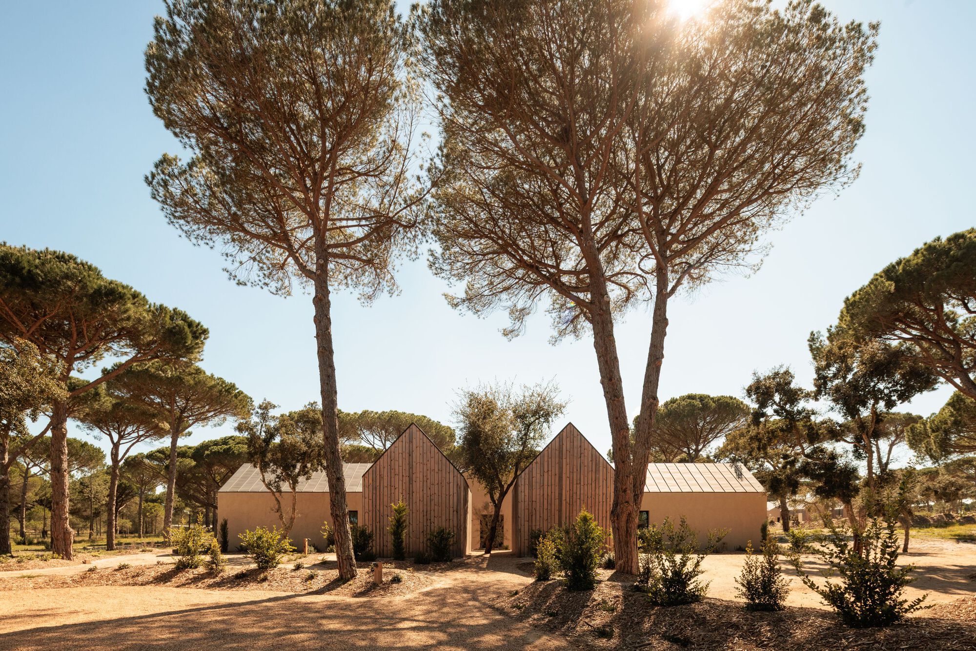 Cluster of gabled volumes with vertical timber cladding and metal roofs nestled among stone pines in golden light