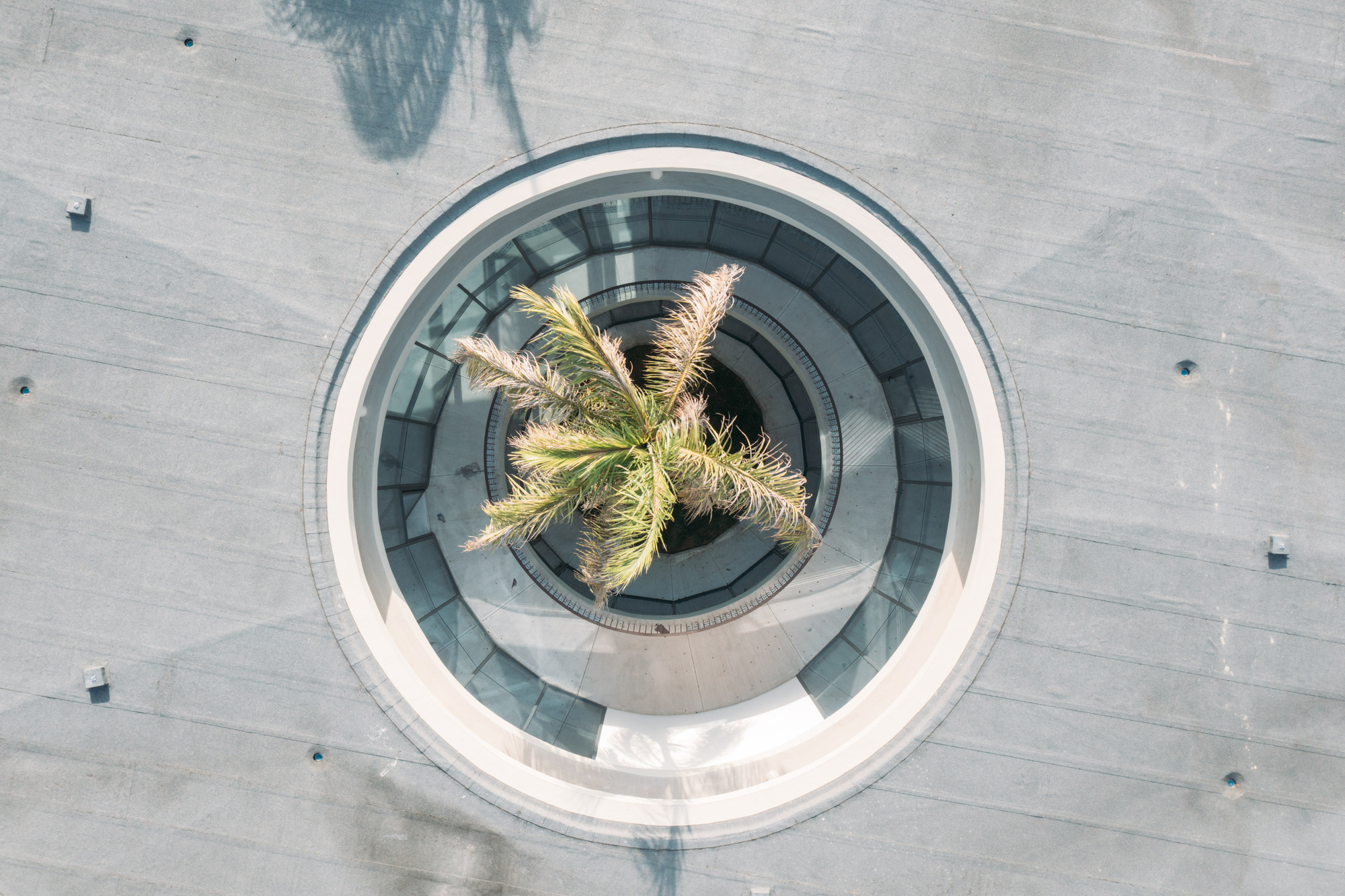 Aerial view of circular courtyard oculus with central palm tree and concentric paving rings