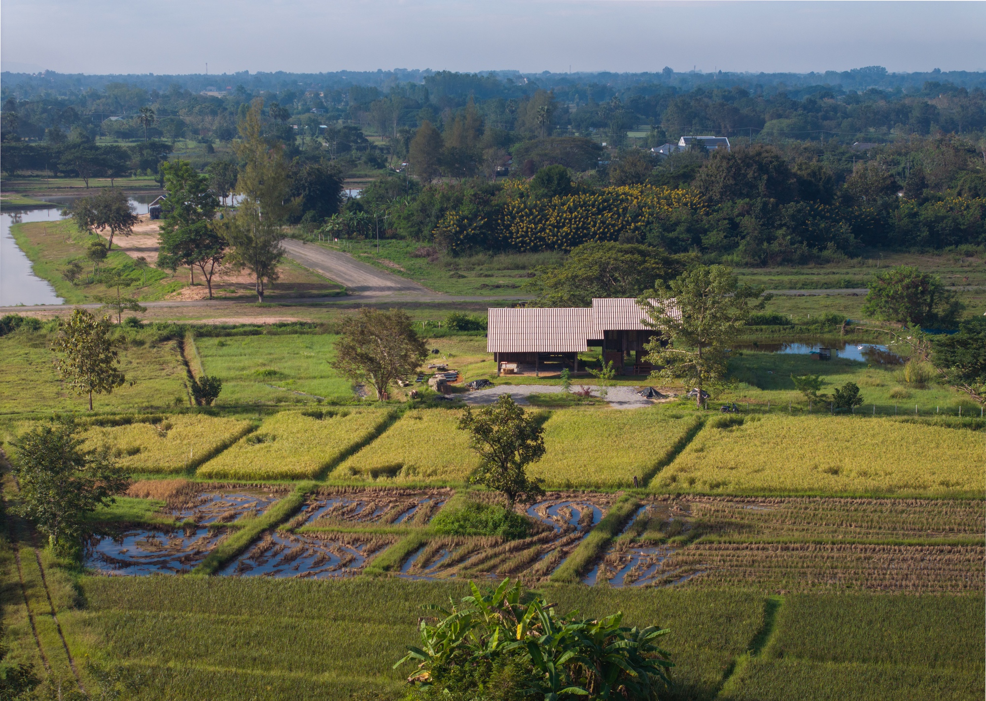 Aerial view of the stilt house complex situated among rice paddies and scattered trees in the rural landscape