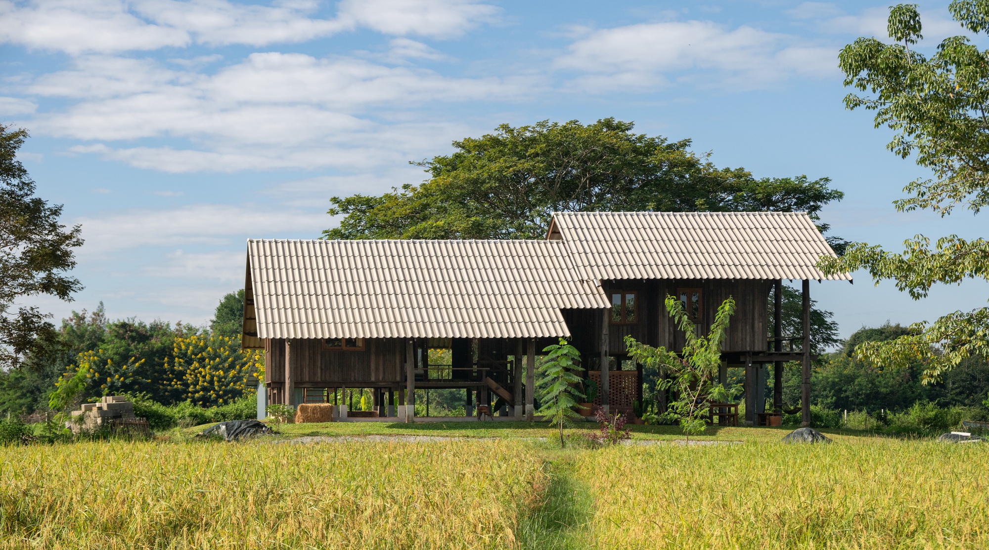 Side elevation of the two-volume raised structure with corrugated roofs viewed across a golden rice field