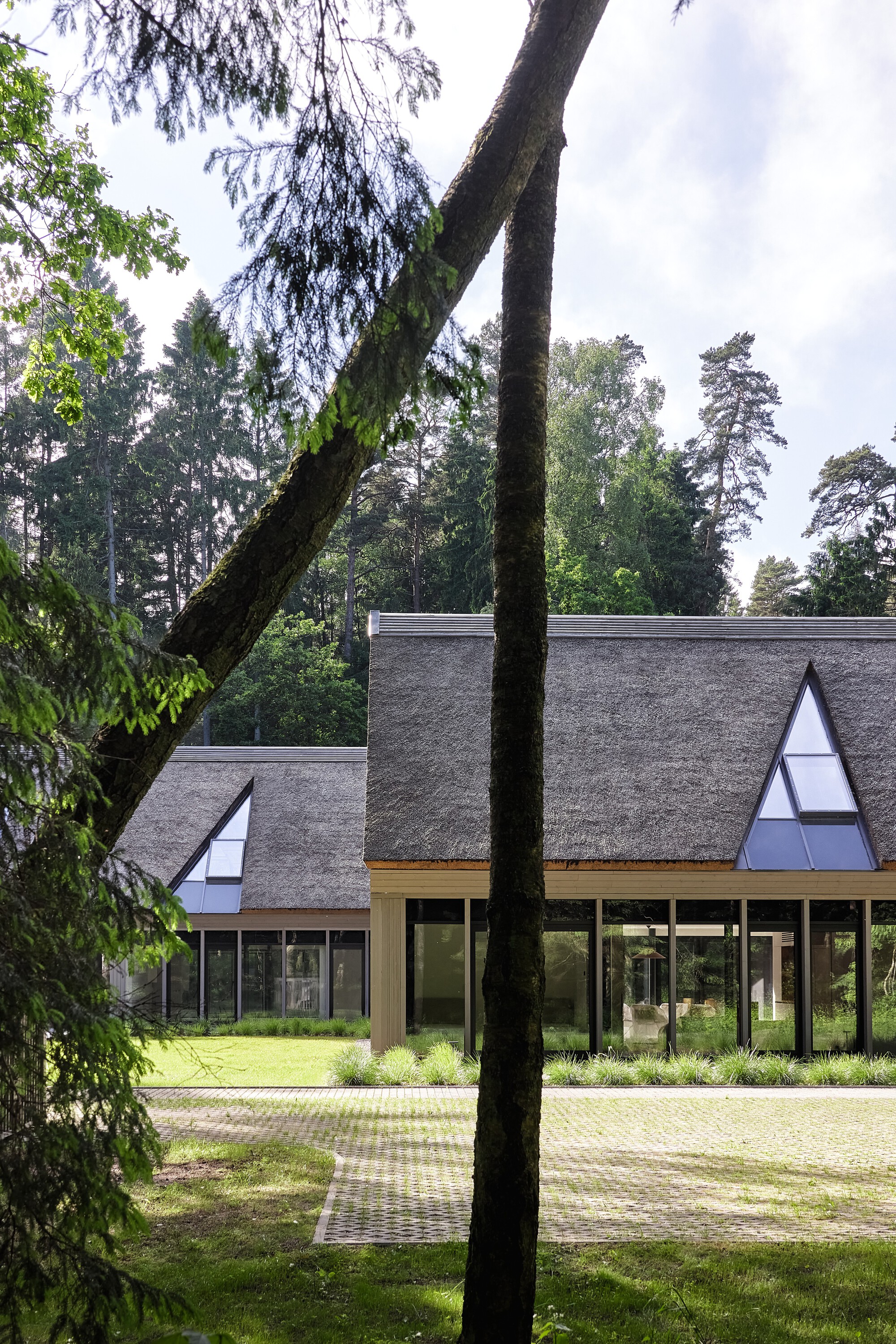 Thatched roof volumes with glazed walls seen beyond a leaning mossy tree trunk