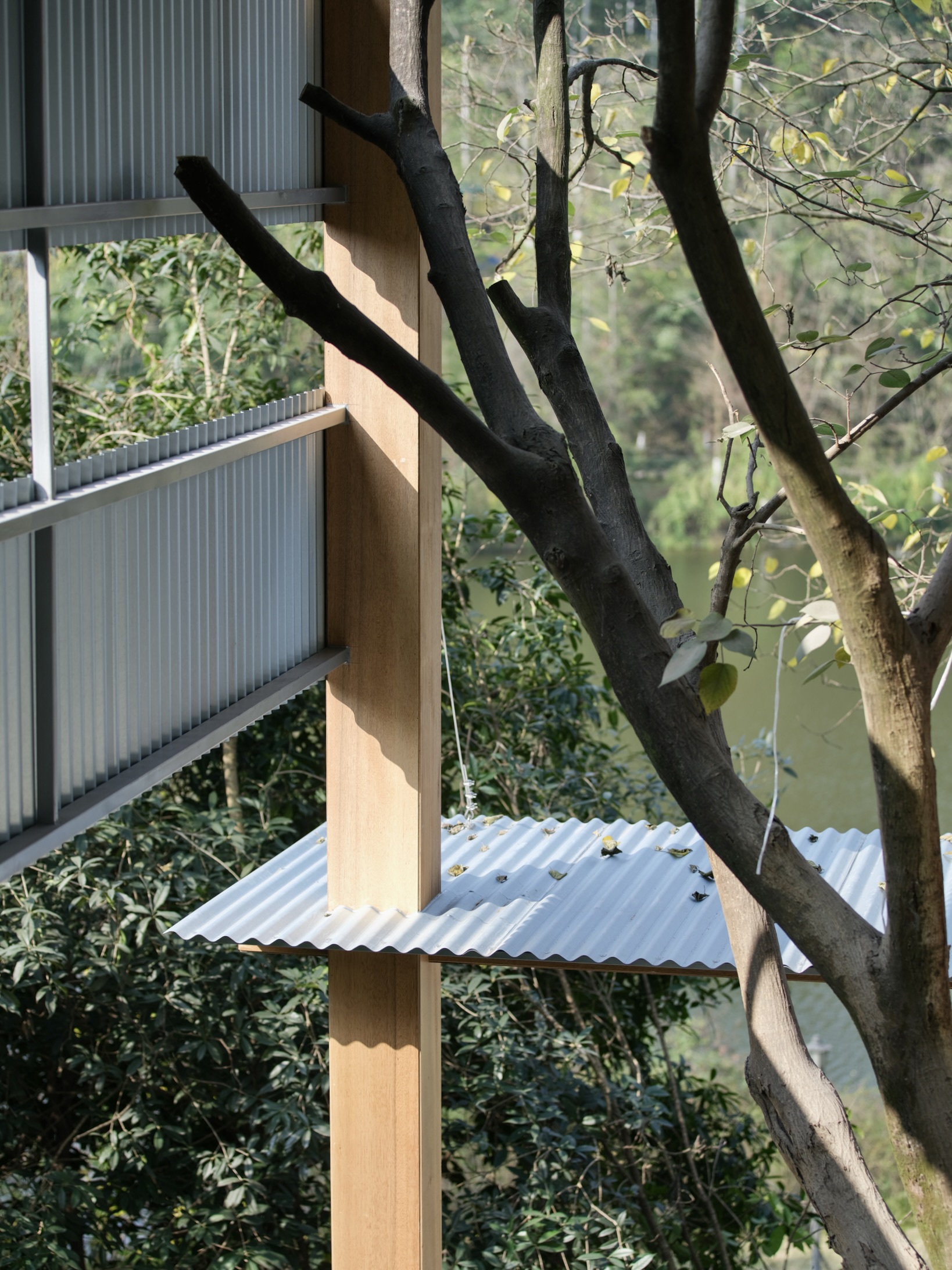 Timber post and corrugated metal awning detail with tree trunk passing through the structure
