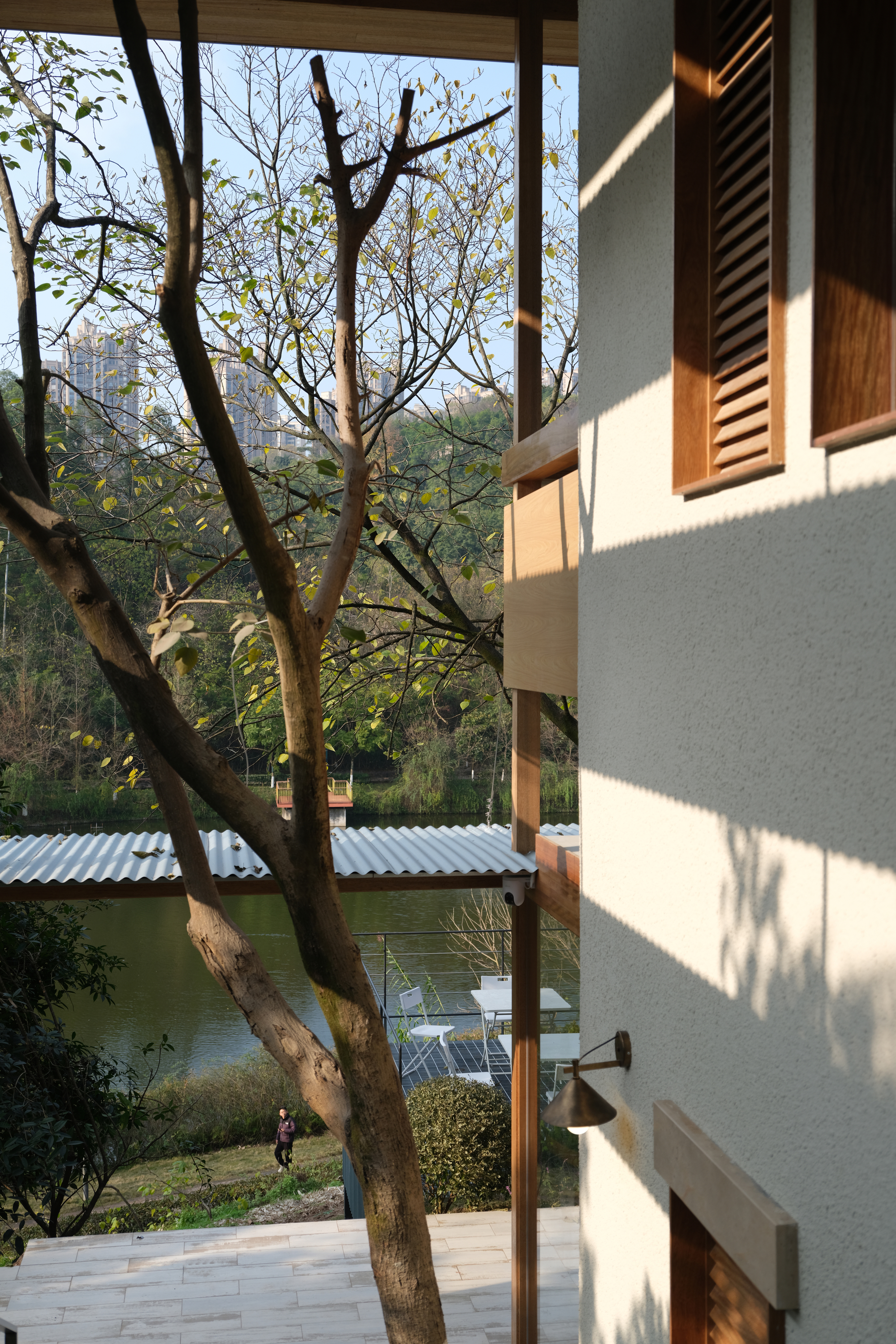 Plastered wall with timber louvered window and dappled sunlight filtering through bare tree trunk