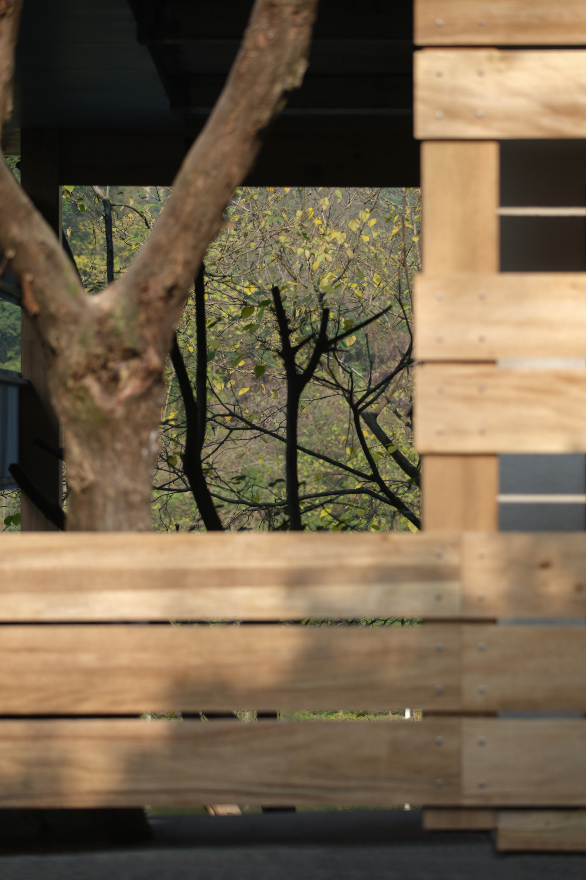 View through horizontal timber slat screen showing bare tree branches beyond