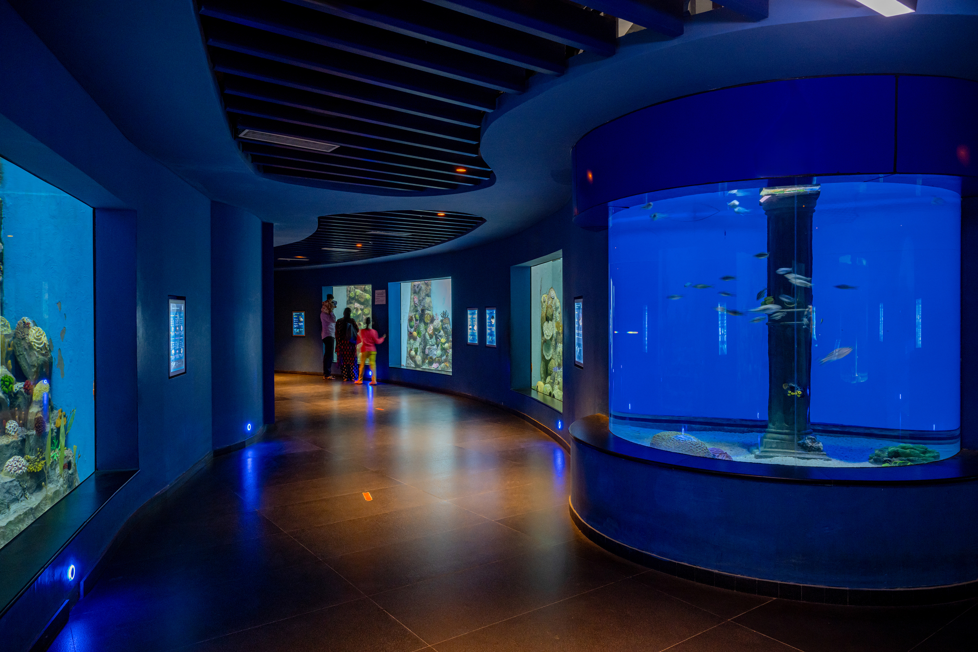Curving exhibition corridor with deep blue walls, recessed aquarium windows, and a cylindrical tank on dark tile flooring