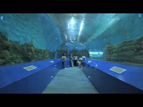 Arched acrylic tunnel walkway beneath water with visitors and blue flanking panels