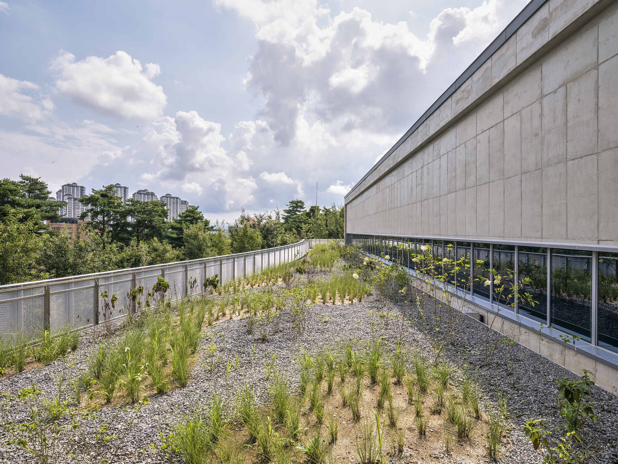 Planted roof terrace with gravel beds and emerging grasses under a cloudy summer sky