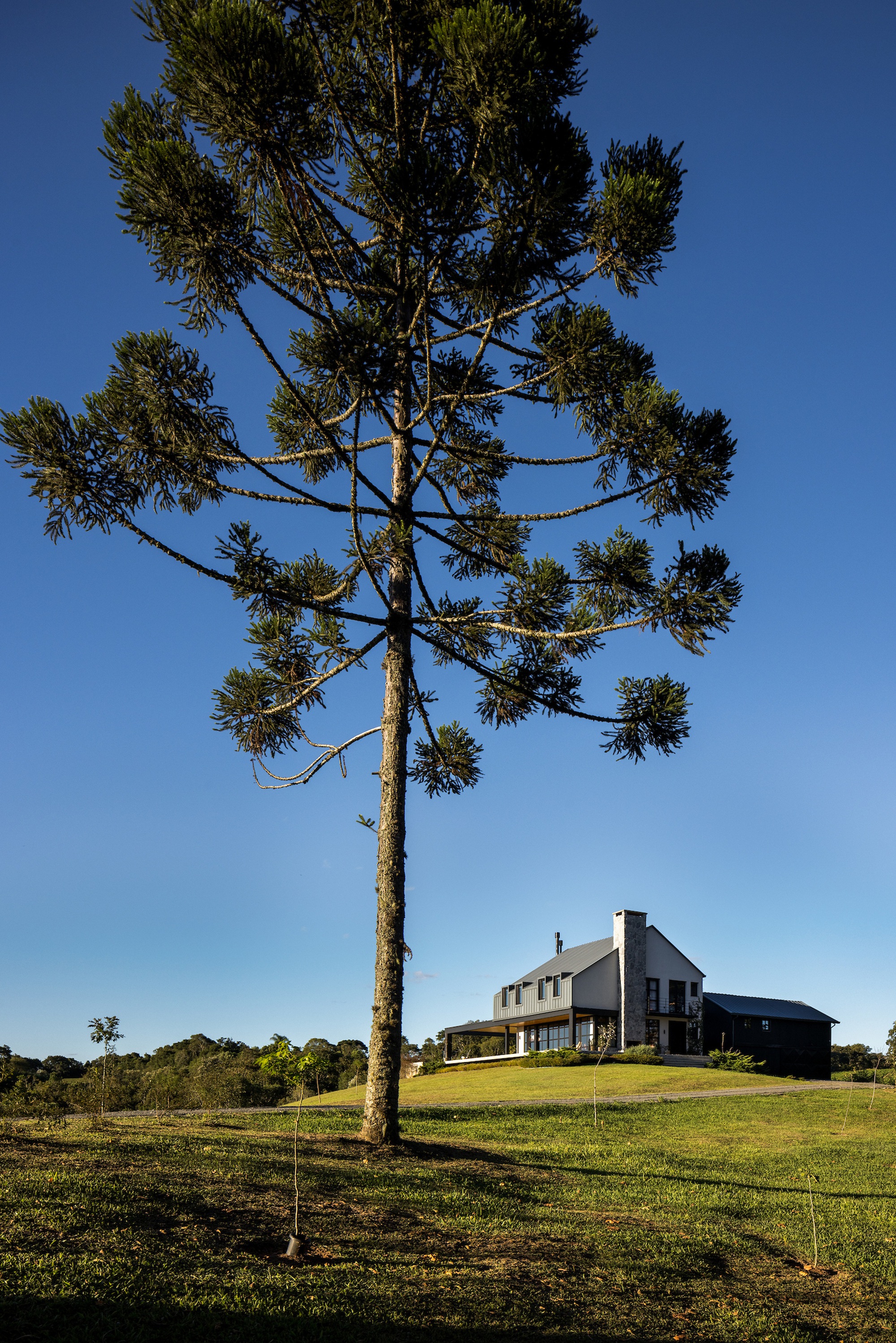 Two-story house on a grassy hillside beneath a tall pine tree under clear blue sky