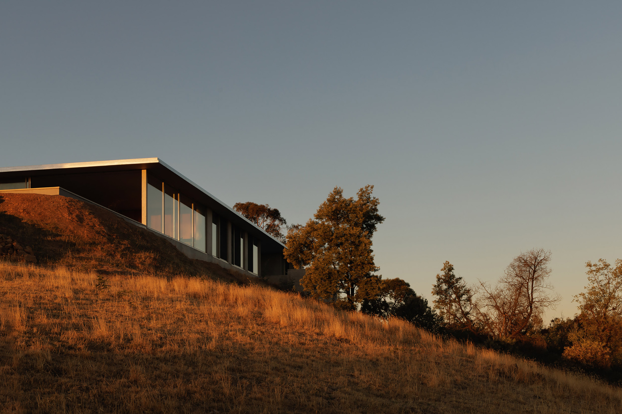 Hillside elevation of the dark metal-clad volume set among eucalyptus trees in golden hour light
