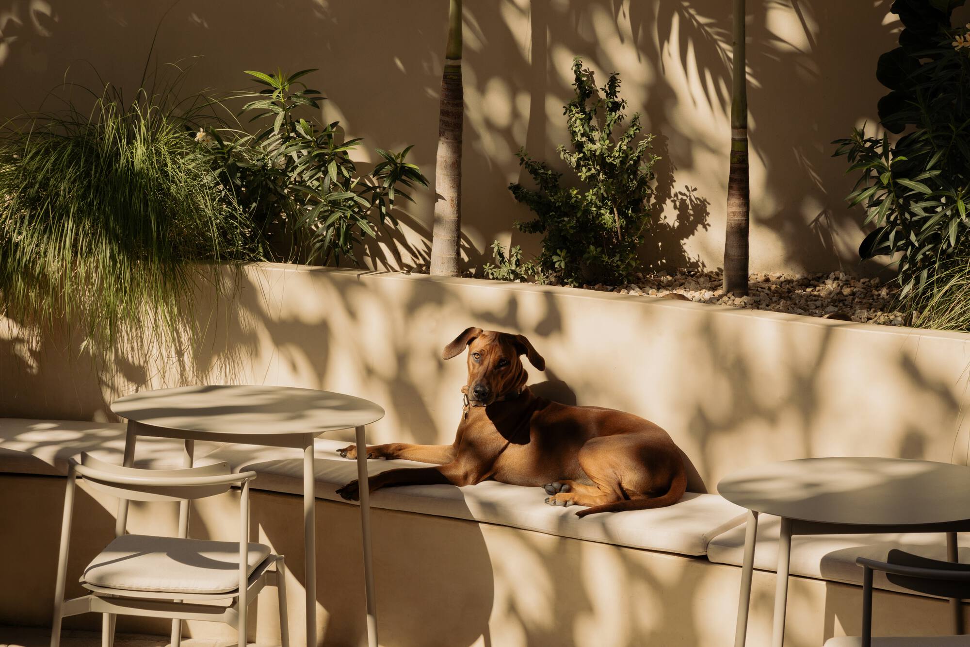 Courtyard terrace with white tables and a dog resting in dappled shade beside planted beds