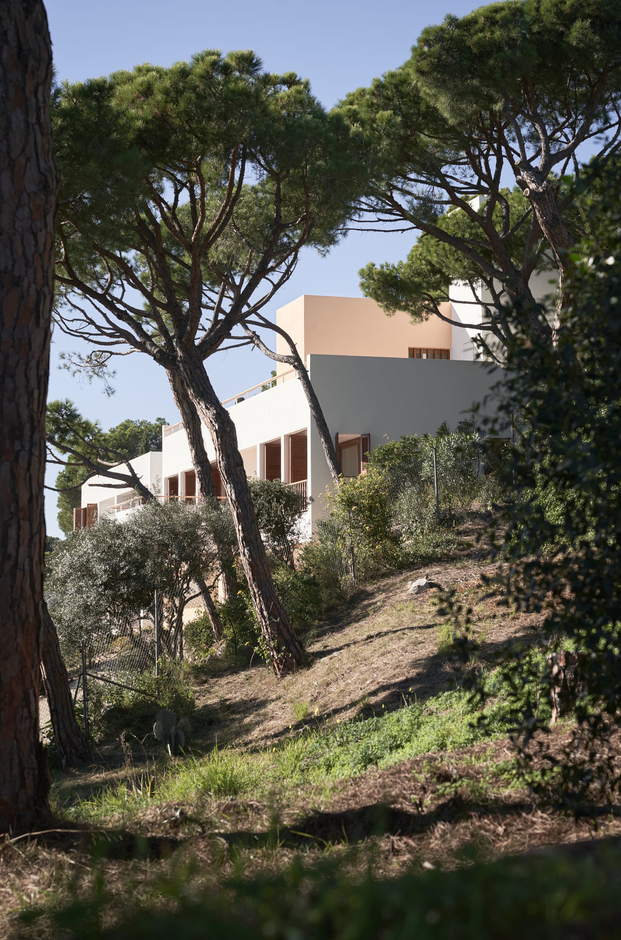 White stucco volumes framed by pine trees on a hillside with olive trees and native vegetation