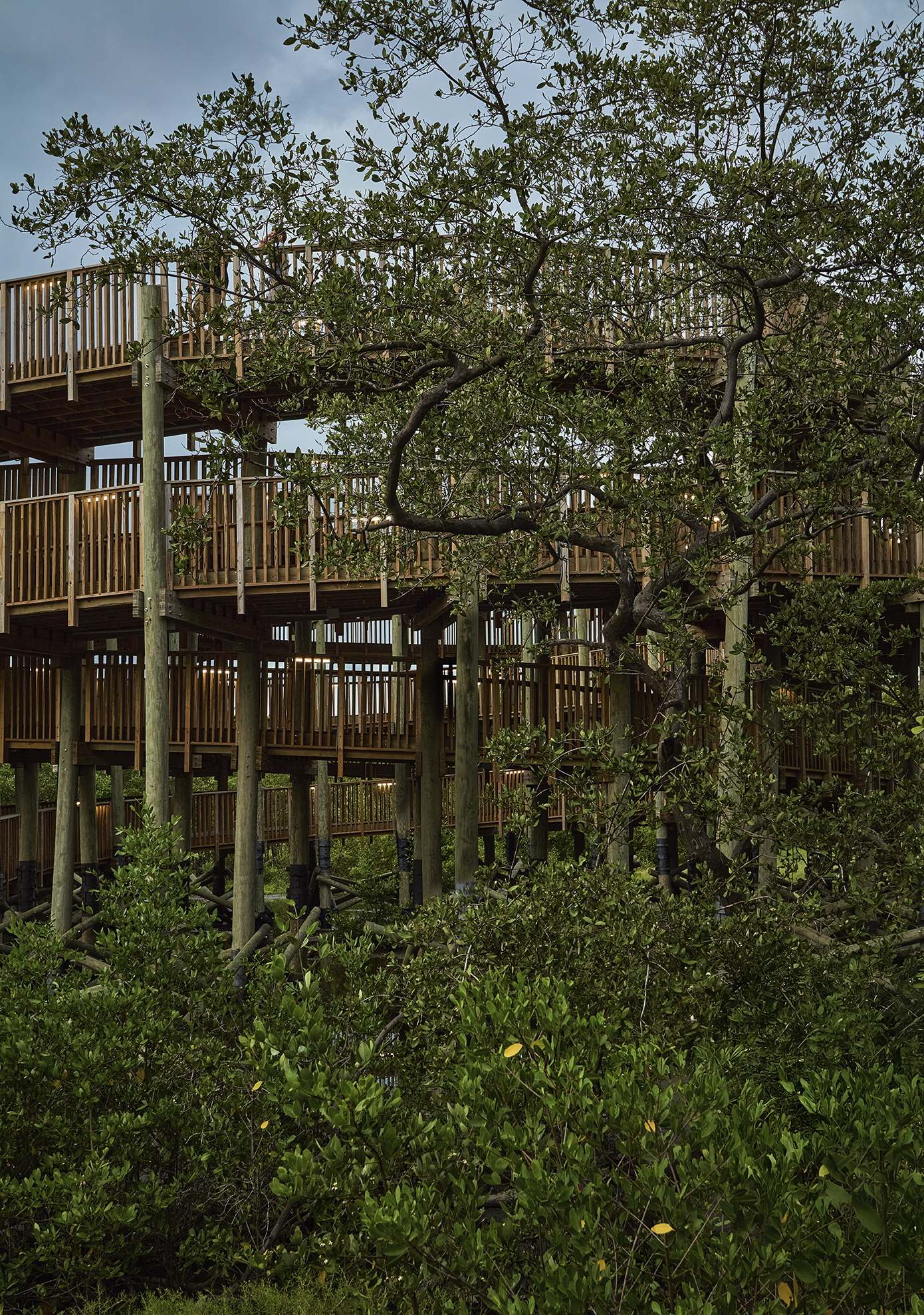 Elevated timber walkway on posts threading through dense mangrove vegetation at dusk