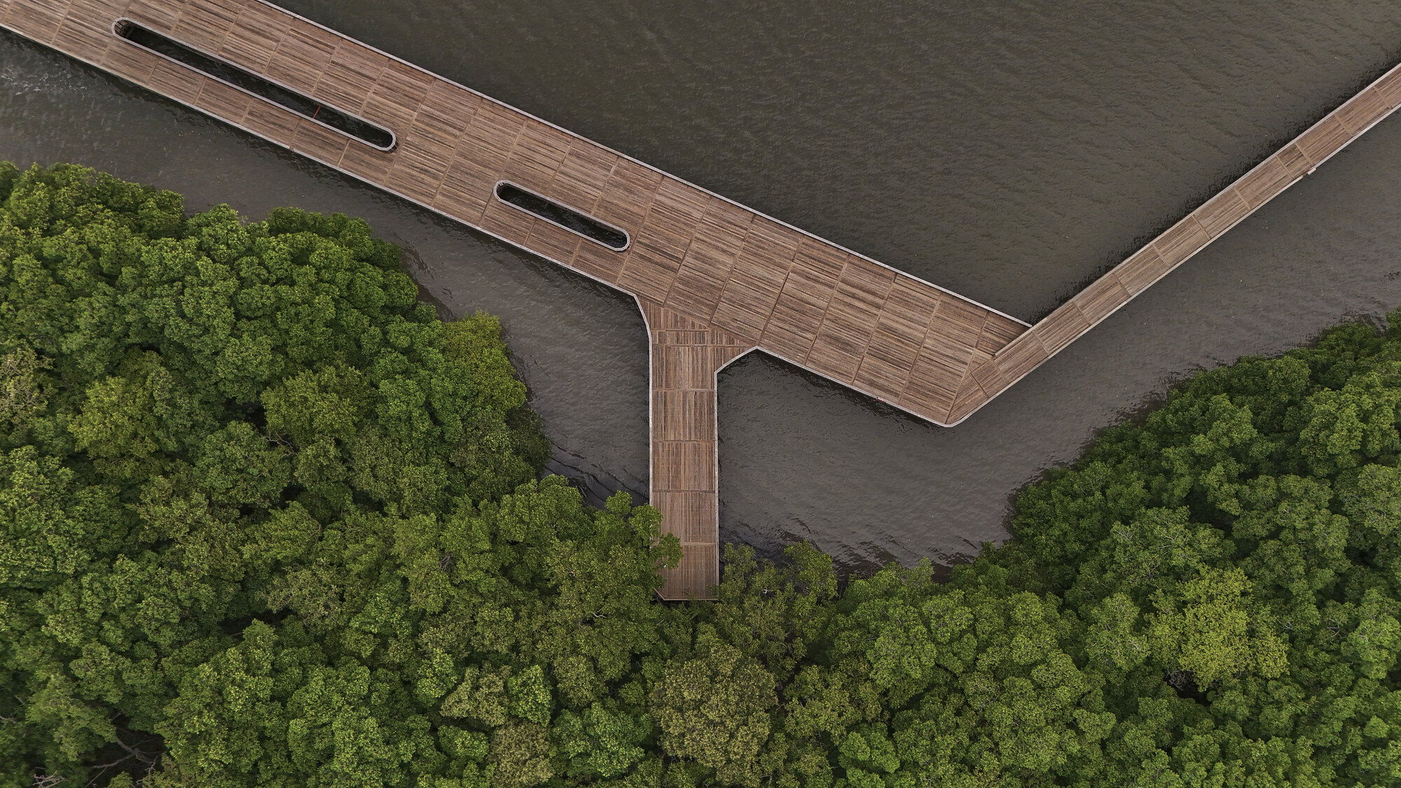 Junction of timber boardwalk sections framed by green mangrove canopy on both sides