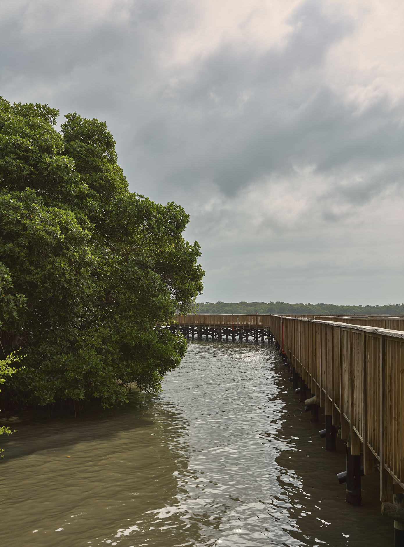Timber boardwalk with vertical slat railing extending over water alongside mangrove trees under overcast sky