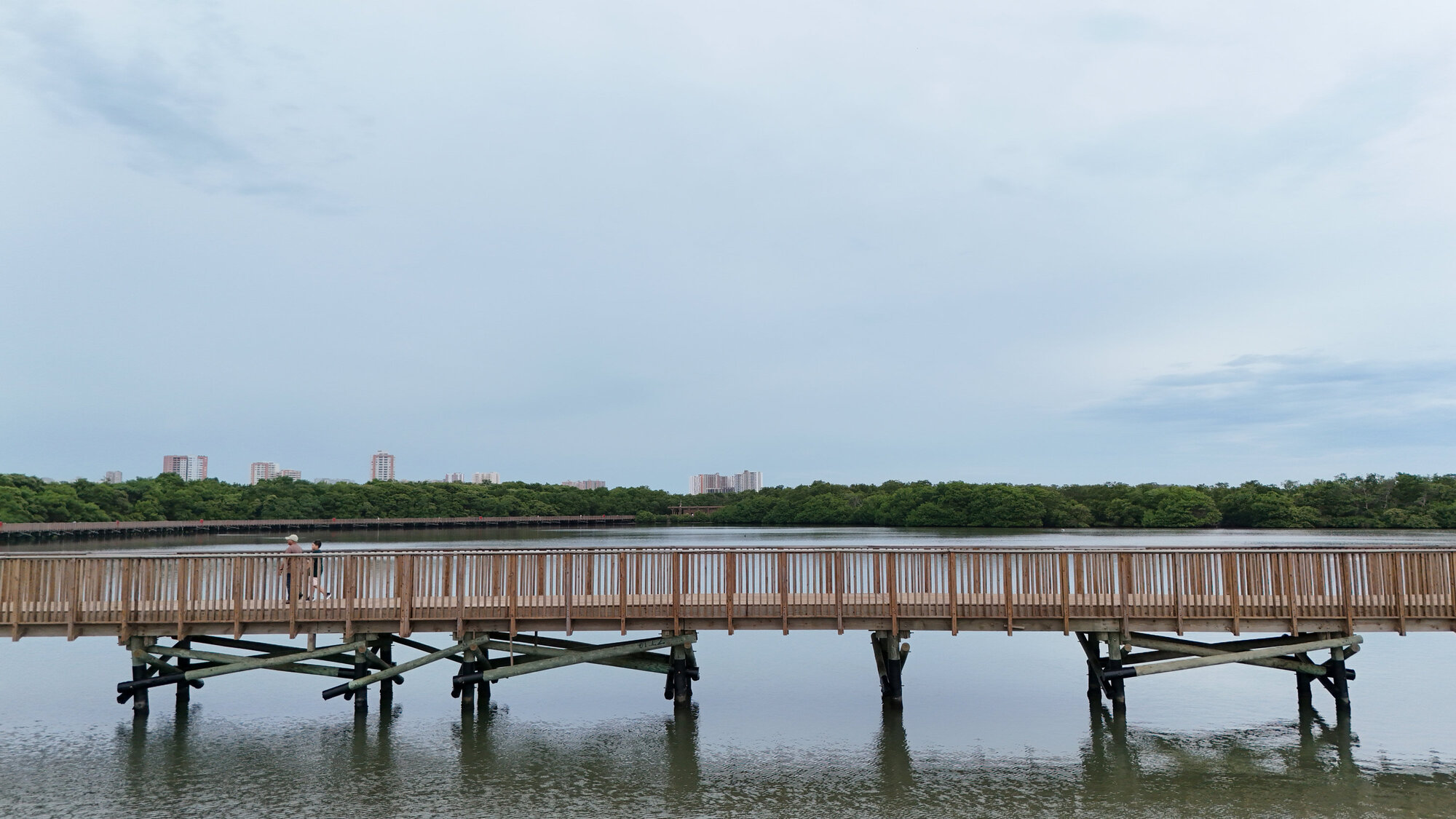 Long elevated timber boardwalk on pile supports crossing calm water with mangroves and distant buildings