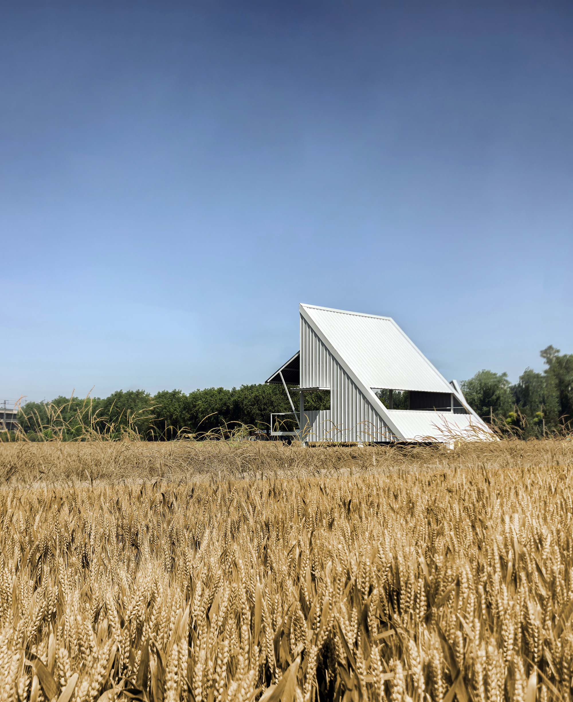 Angled facade with vertical cladding and cantilevered roof beyond a wheat field at harvest