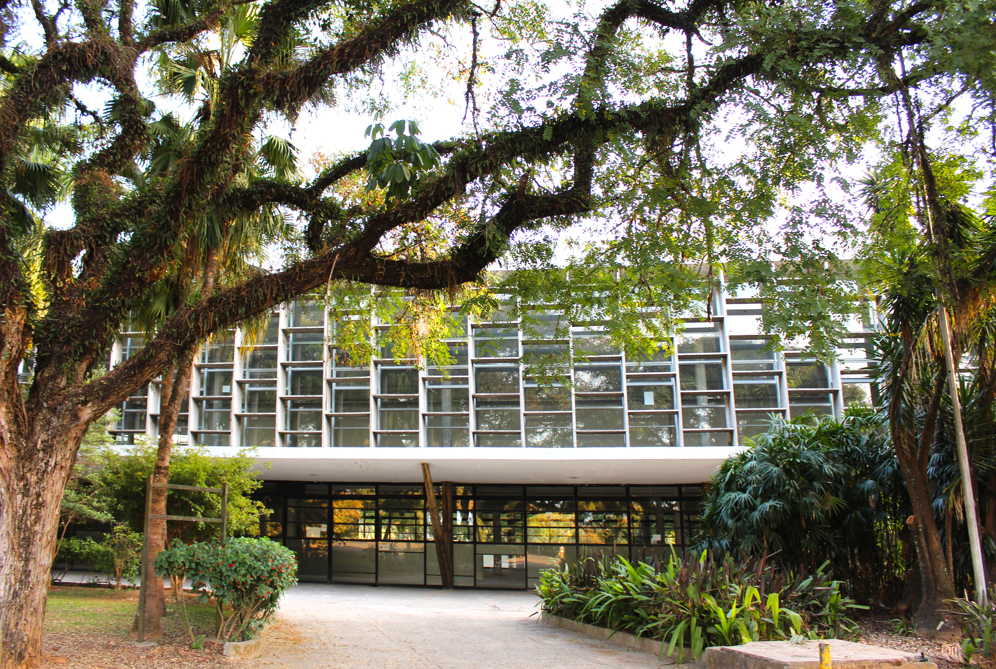 Horizontal glass facade framed by moss-covered tree branches beneath a recessed ground-level entry plaza