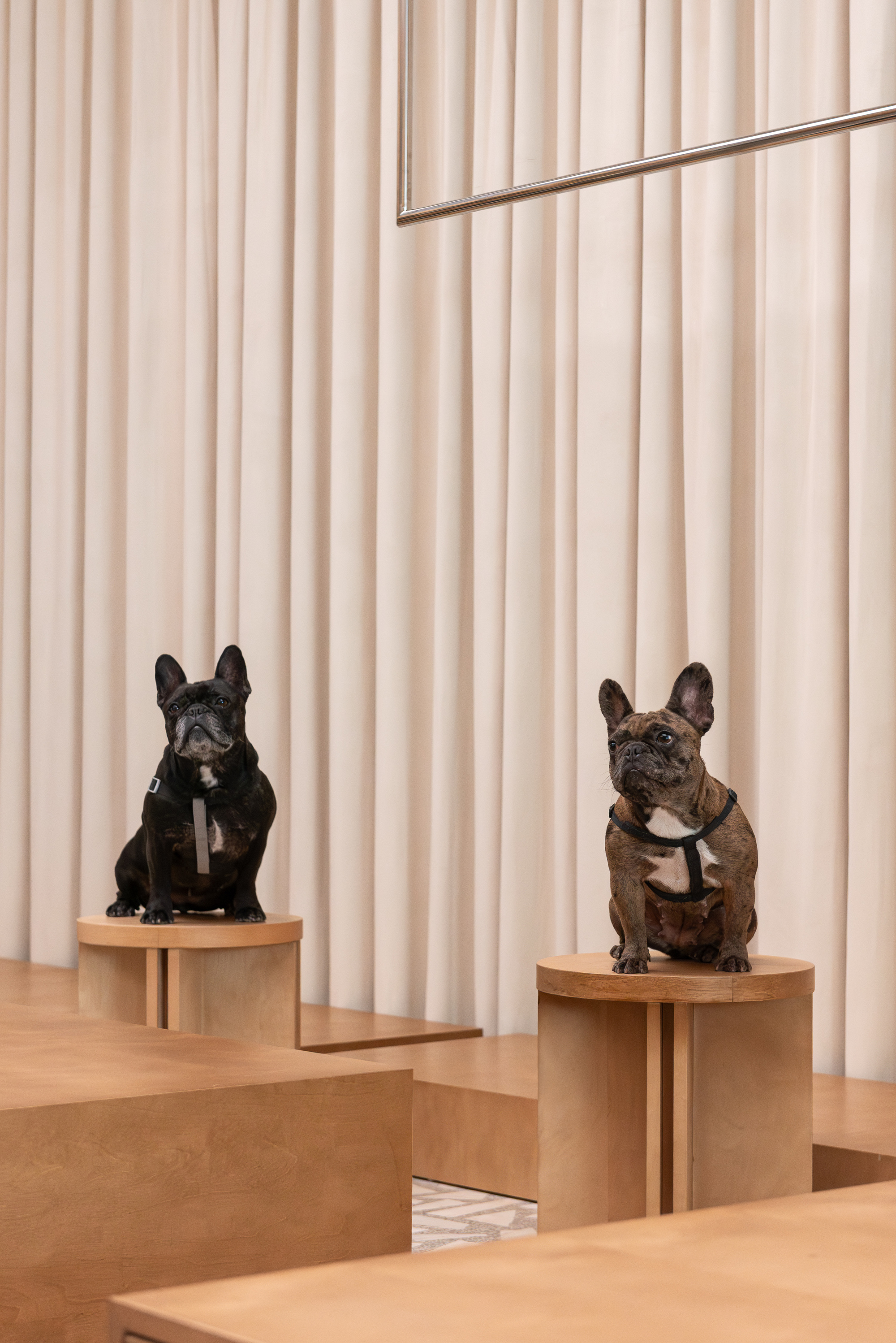 Two dogs sitting on timber plinths in an interior with pleated fabric curtains and light wood flooring