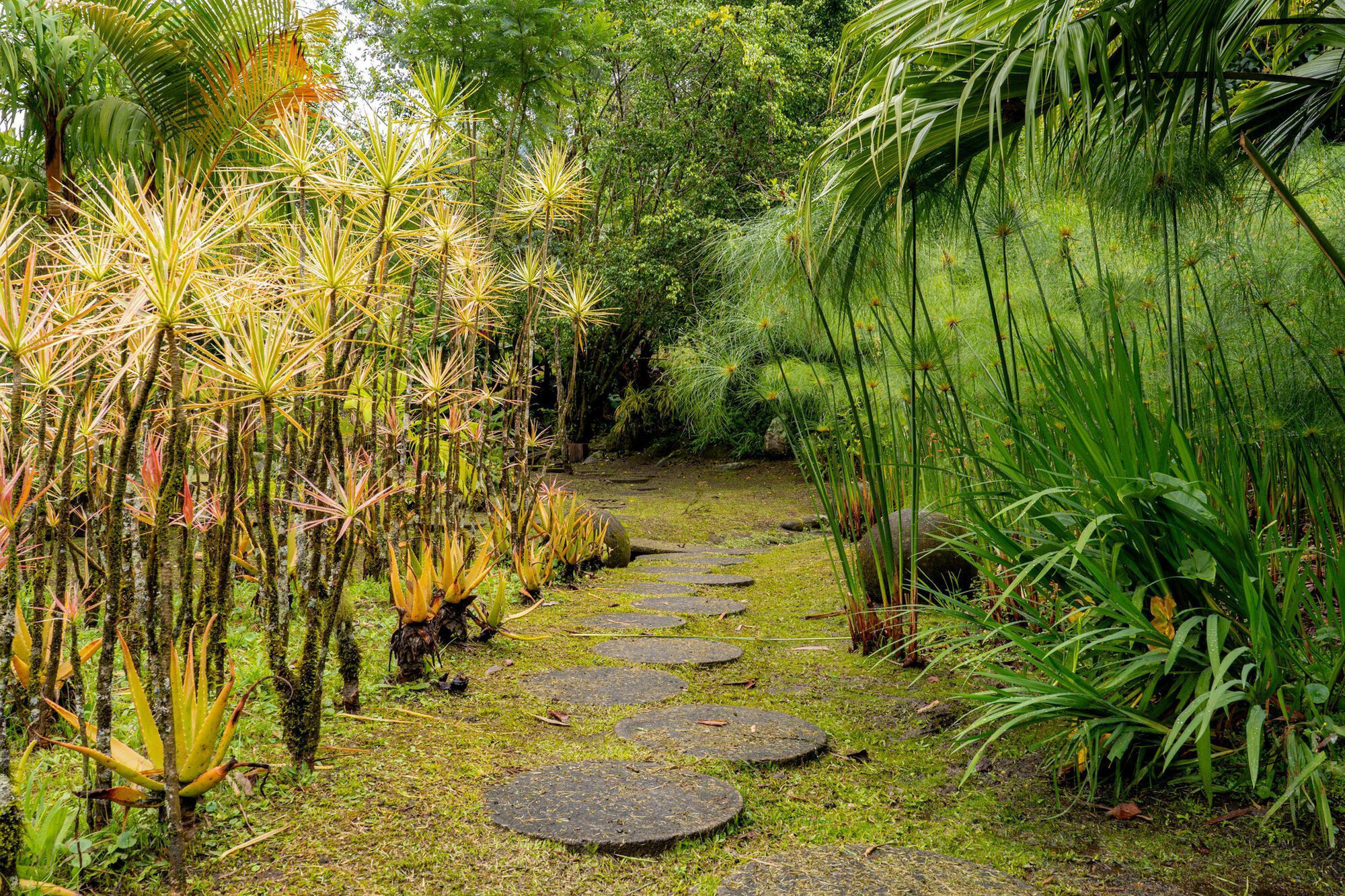 Circular stepping stone path through moss-covered ground flanked by palms and papyrus in the garden