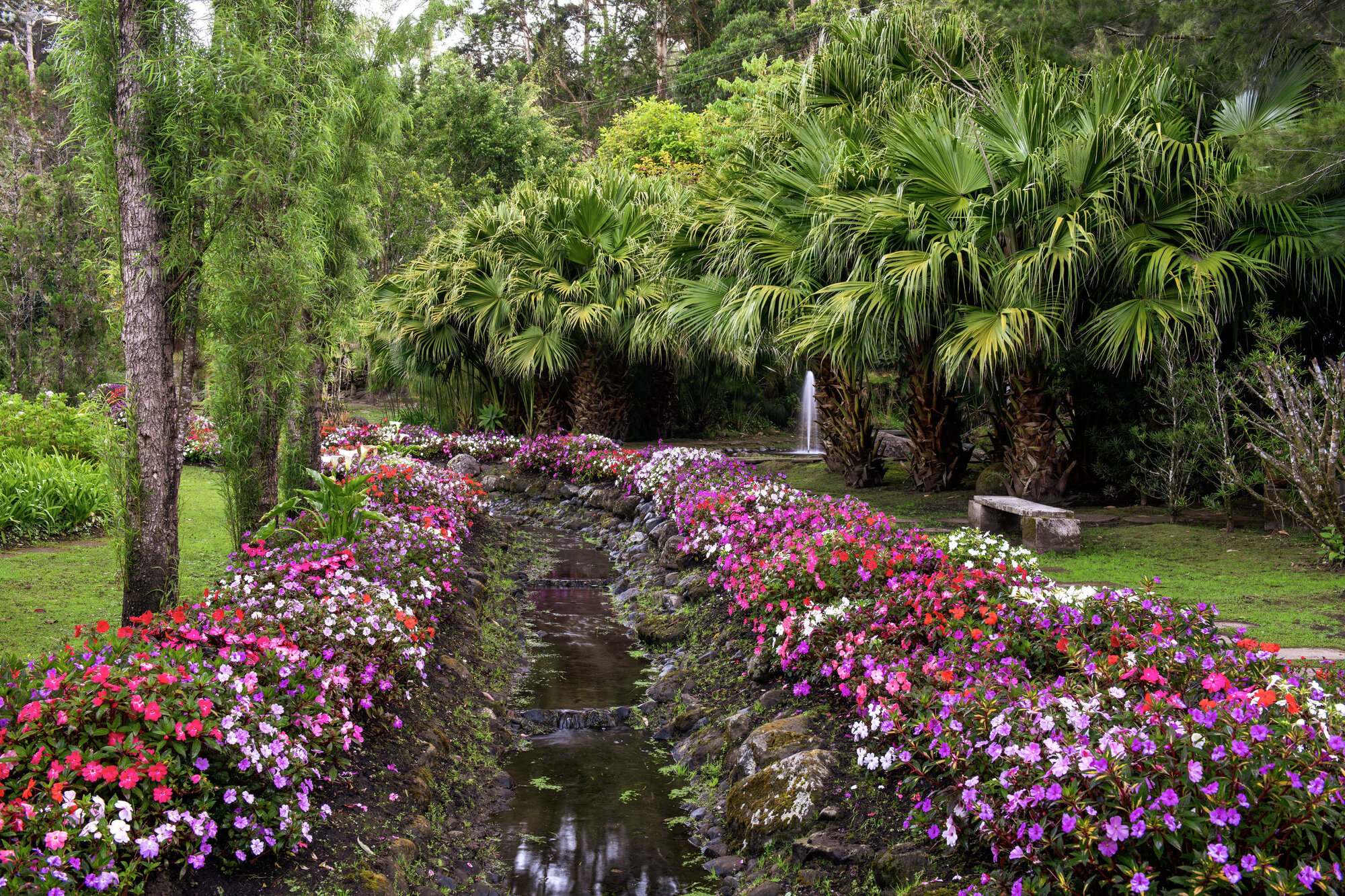 Stone-lined stream with flowering planted banks flowing through the garden beneath palm canopy