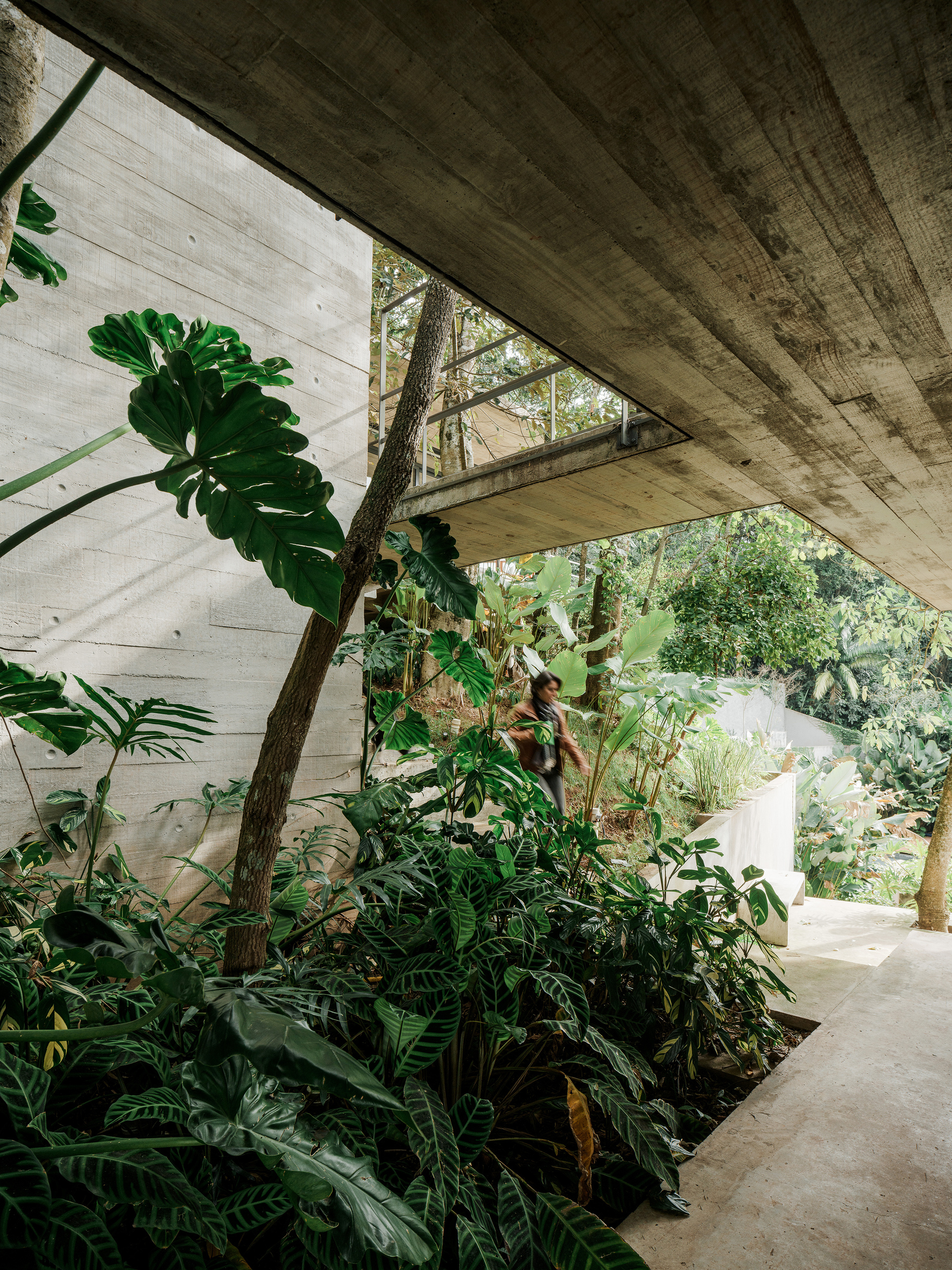 Planted bed beneath concrete overhang where a tree trunk pierces through monstera and tropical foliage